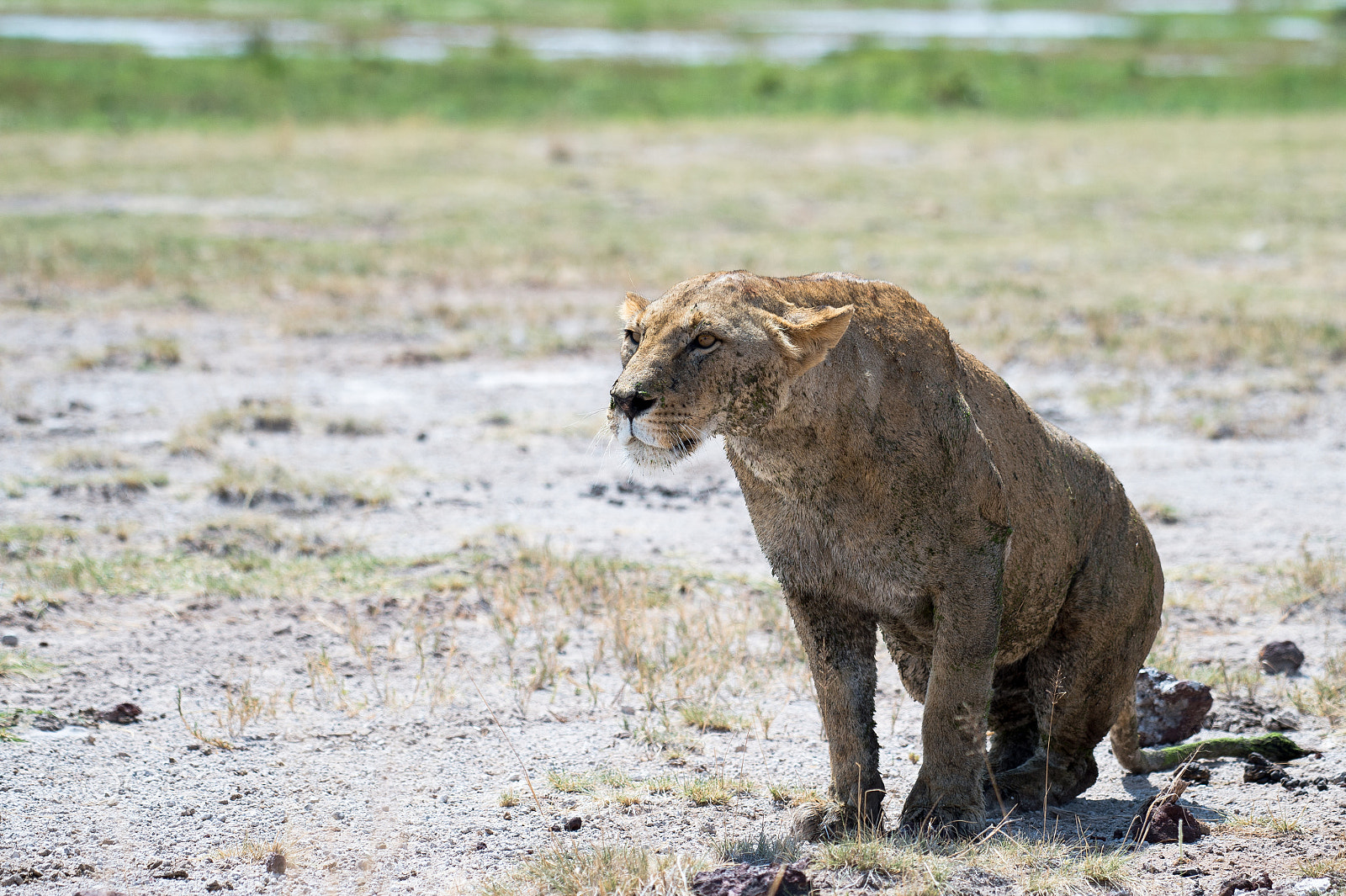 Nikon AF-S Nikkor 200-500mm F5.6E ED VR sample photo. Focus photography