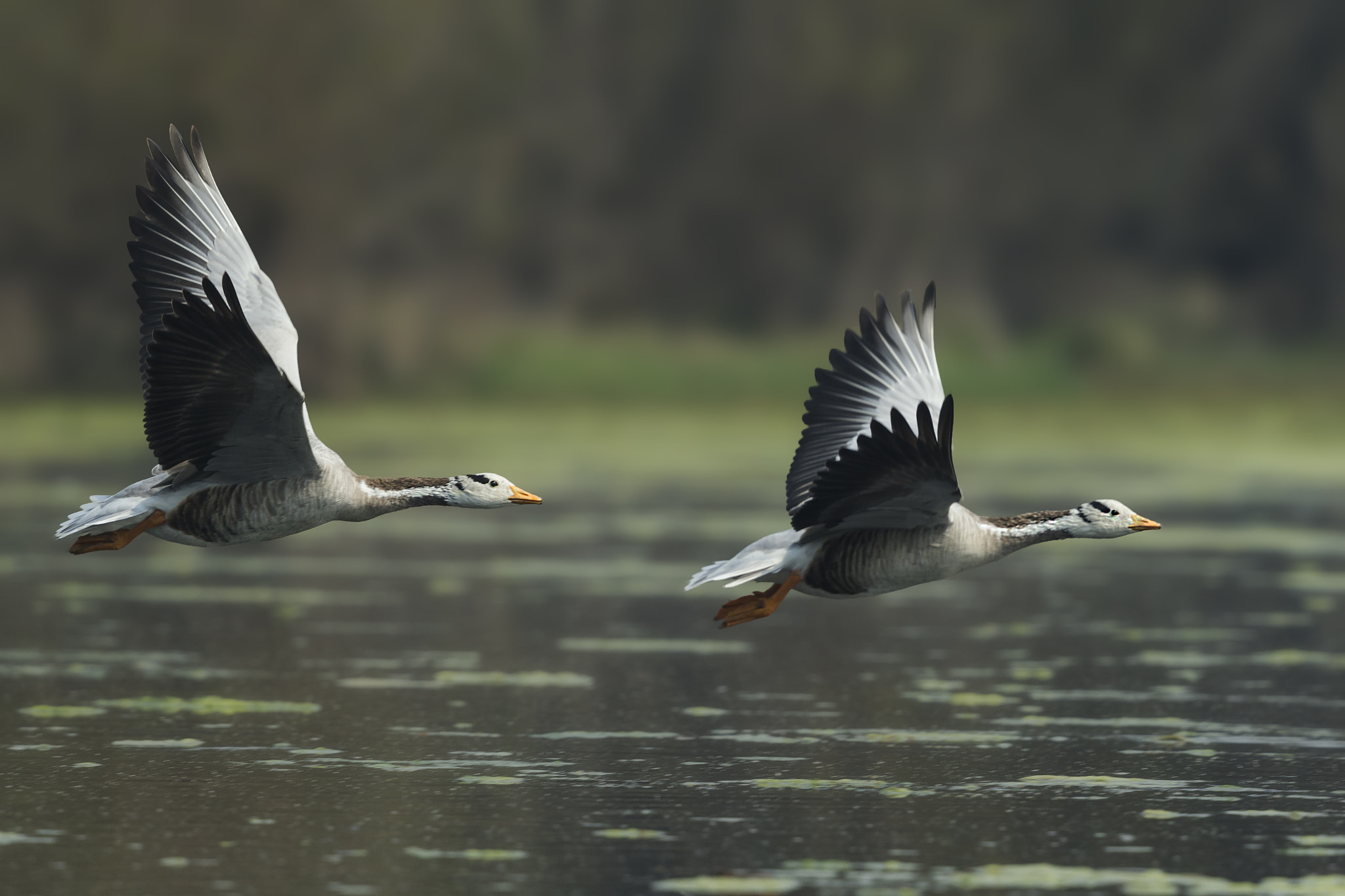 Canon EF 500mm F4L IS II USM sample photo. Bar headed geese photography