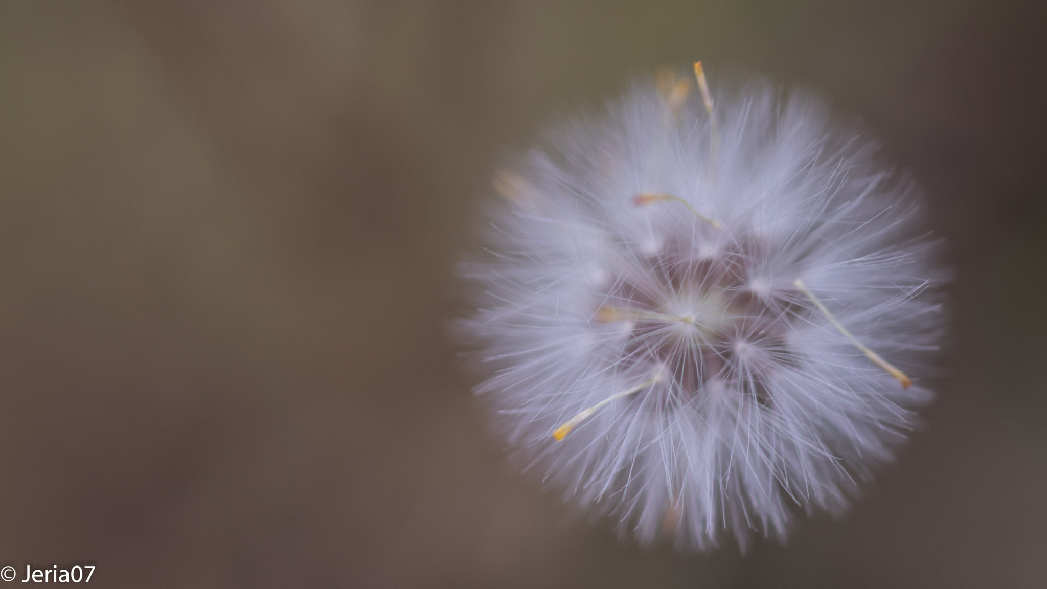Sigma 50mm F1.4 EX DG HSM sample photo. Blow me :) photography