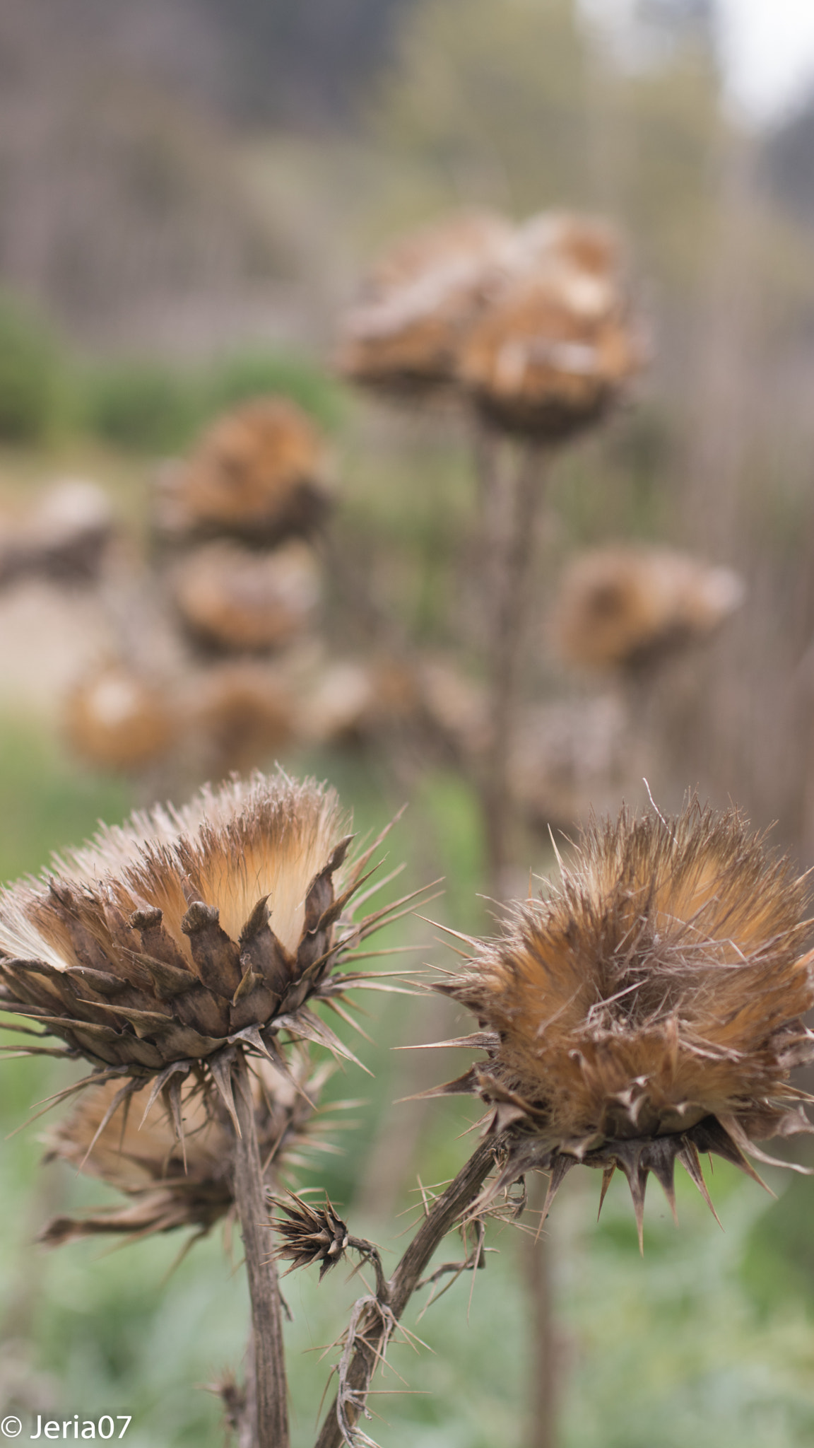 Sigma 50mm F1.4 EX DG HSM sample photo. Naturaleza seca 2 photography