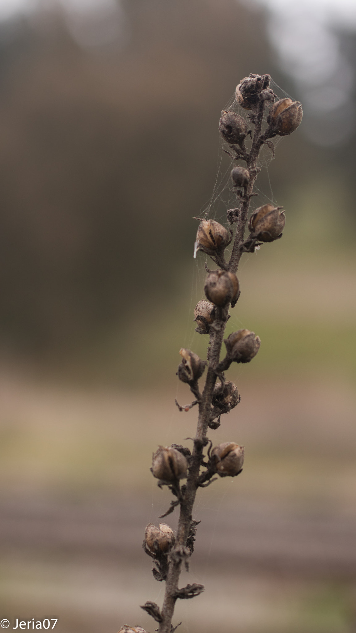 Sigma 50mm F1.4 EX DG HSM sample photo. Naturaleza seca photography