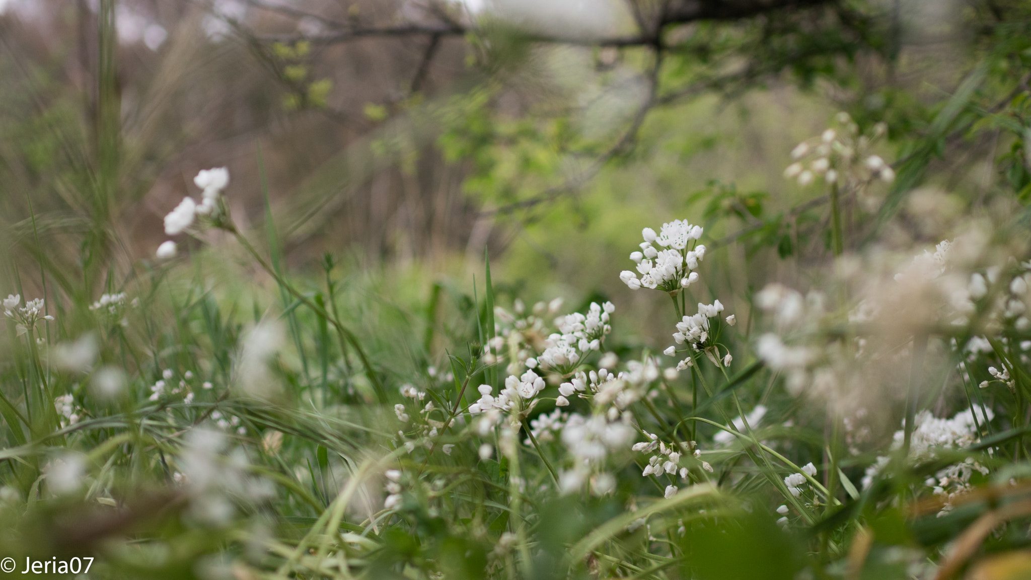 Sigma 50mm F1.4 EX DG HSM sample photo. Sleeping with flowers photography