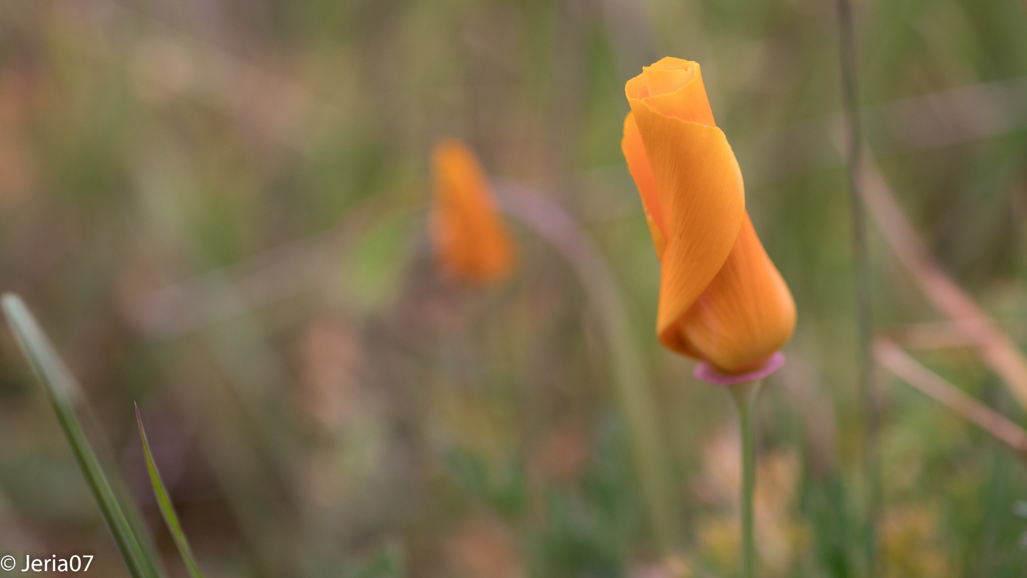 Sigma 50mm F1.4 EX DG HSM sample photo. Flor silvestre photography