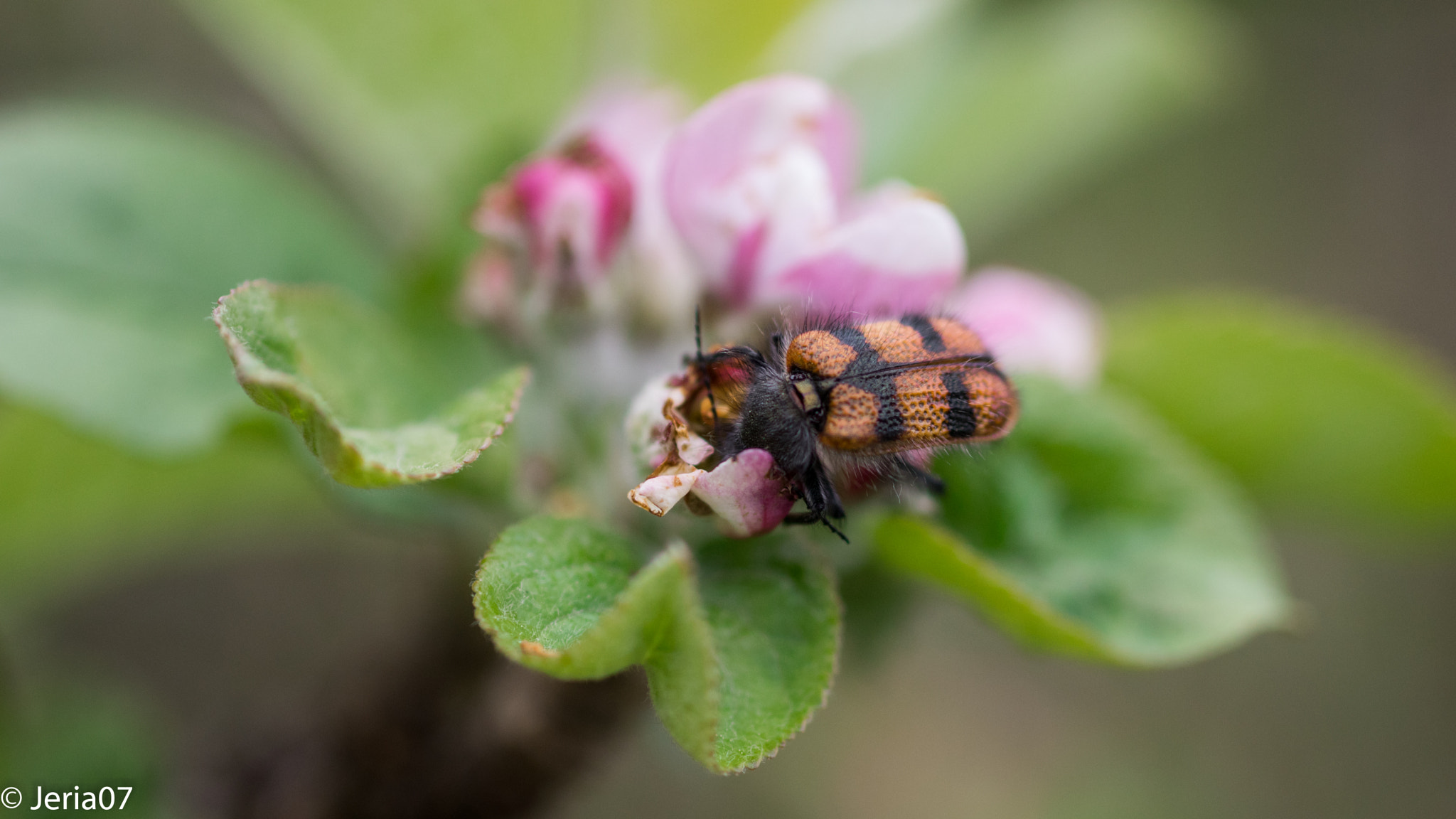 Sigma 50mm F1.4 EX DG HSM sample photo. Insecto en la hora de comida photography