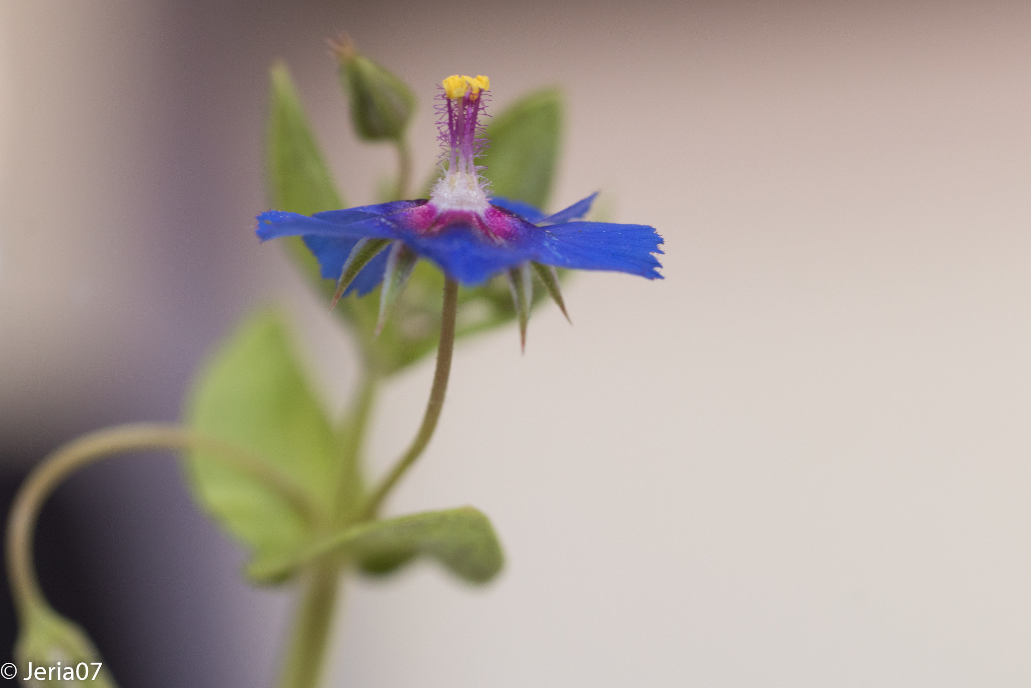 Sigma 50mm F1.4 EX DG HSM sample photo. Pequeña flor photography