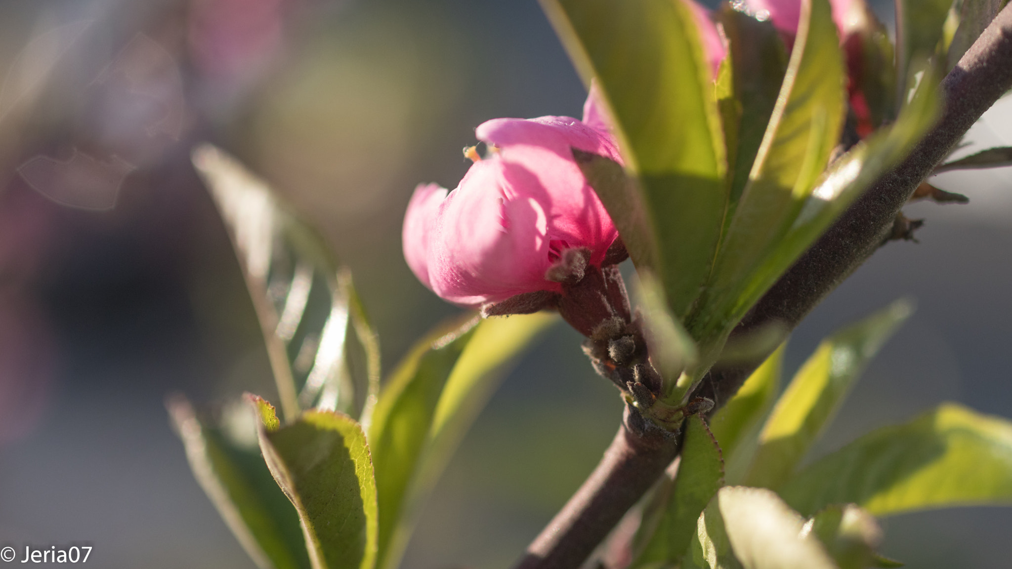 Sigma 50mm F1.4 EX DG HSM sample photo. Floreciendo photography