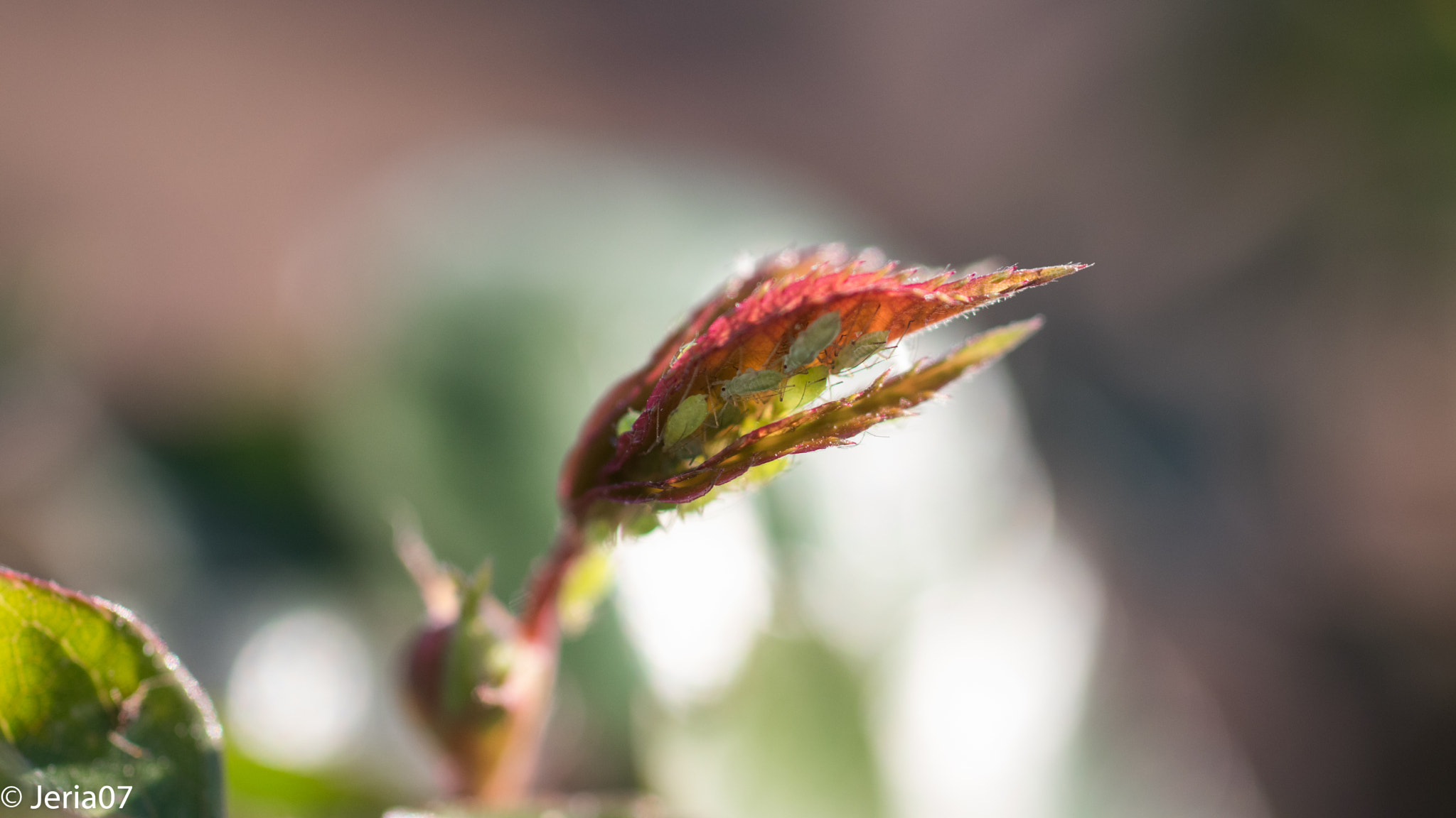 Sigma 50mm F1.4 EX DG HSM sample photo. Small insects hidden from the sun photography