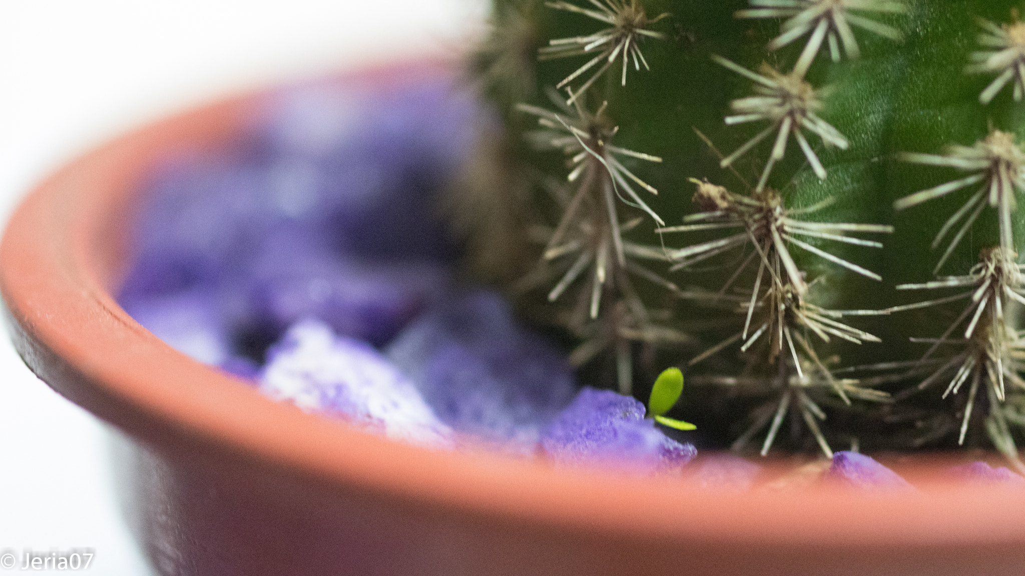 Sigma 50mm F1.4 EX DG HSM sample photo. Pequeño brote photography