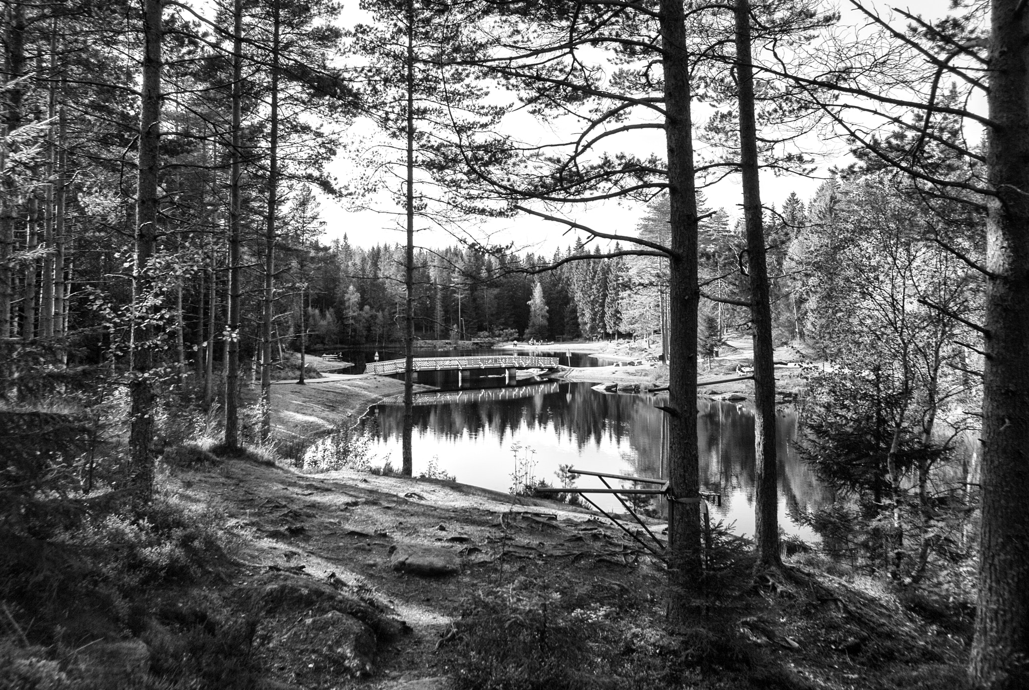 Pentax K20D + Pentax smc DA 15mm F4 ED AL Limited sample photo. One day in the woods photography
