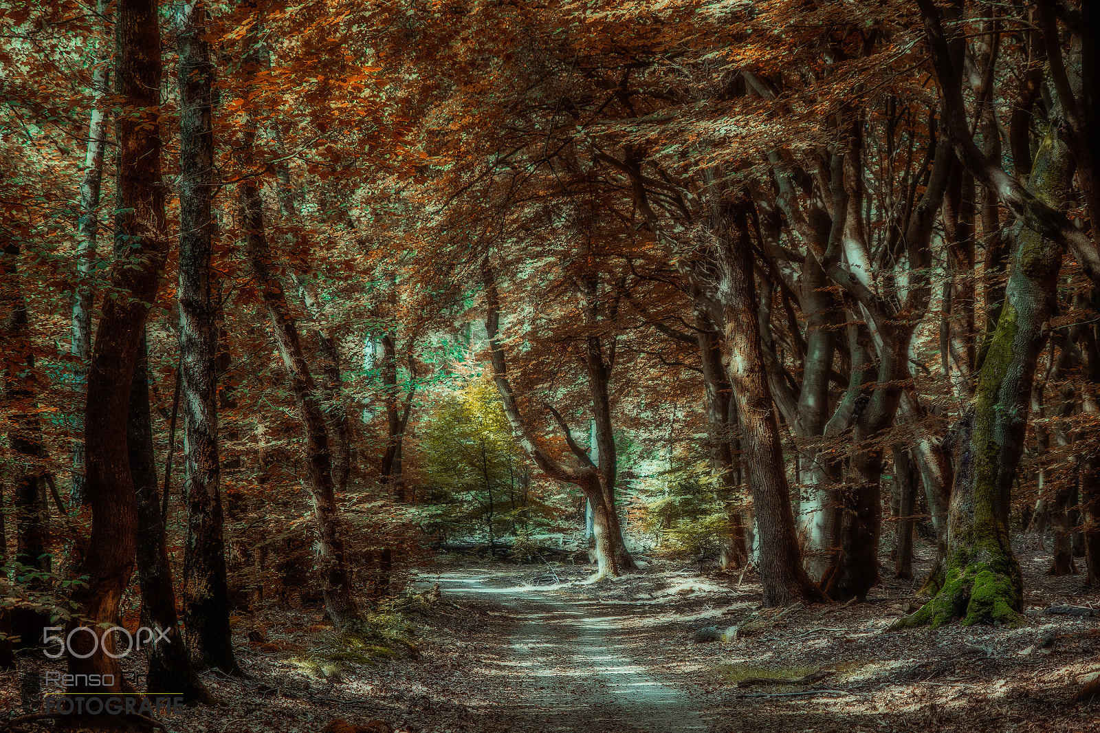 Sigma 17-70mm F2.8-4 DC Macro OS HSM sample photo. Autumn path 3.0 photography