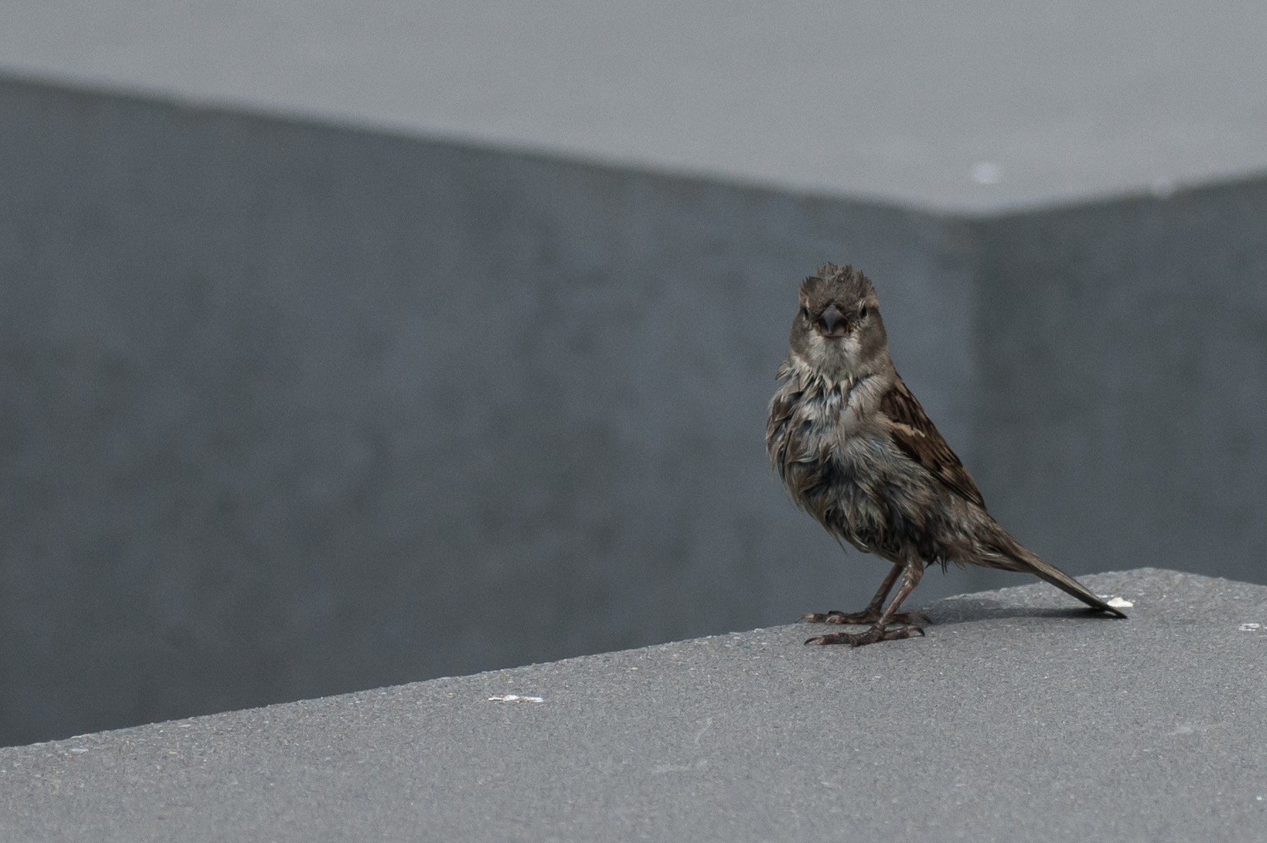 Sony Alpha DSLR-A350 sample photo. Holocaust memorial in berlin ii photography