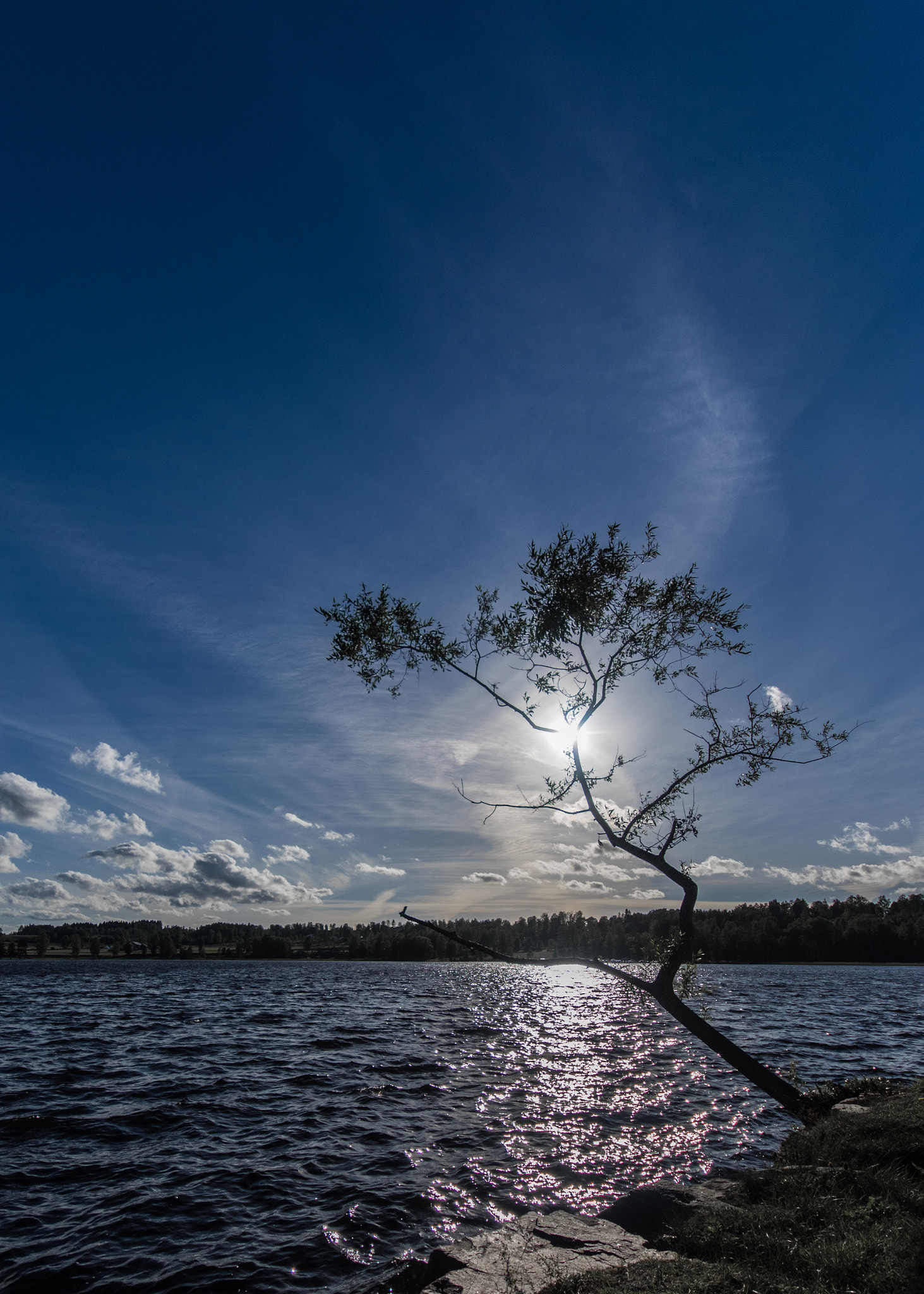 Sigma AF 10-20mm F4-5.6 EX DC sample photo. Tree by the lake photography
