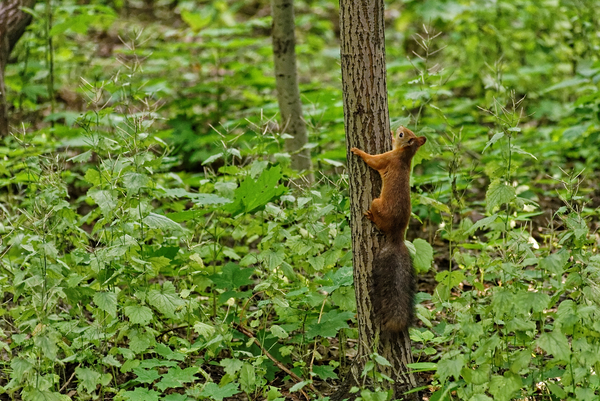Sigma 70-300mm F4-5.6 APO DG Macro sample photo. белочка. photography