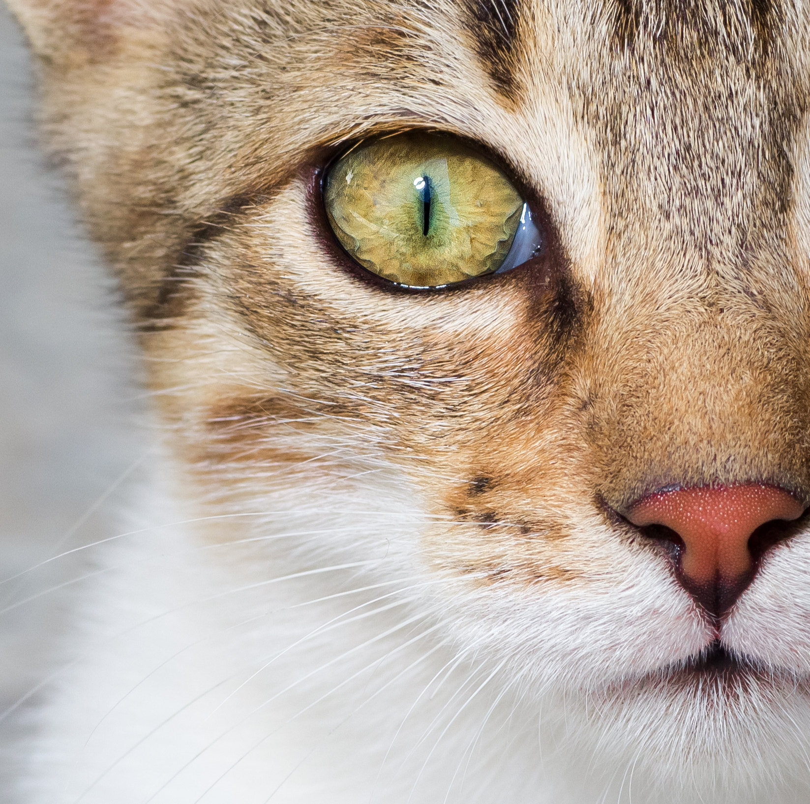 Canon EOS 600D (Rebel EOS T3i / EOS Kiss X5) + Tamron SP AF 90mm F2.8 Di Macro sample photo. Cat eye photography