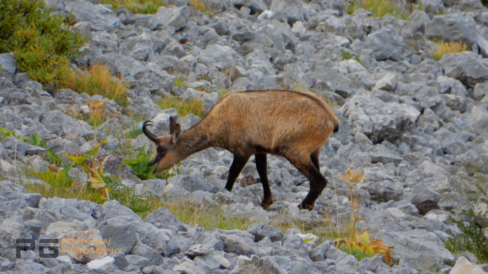 Nikon Coolpix S6400 sample photo. Wild chamois photography