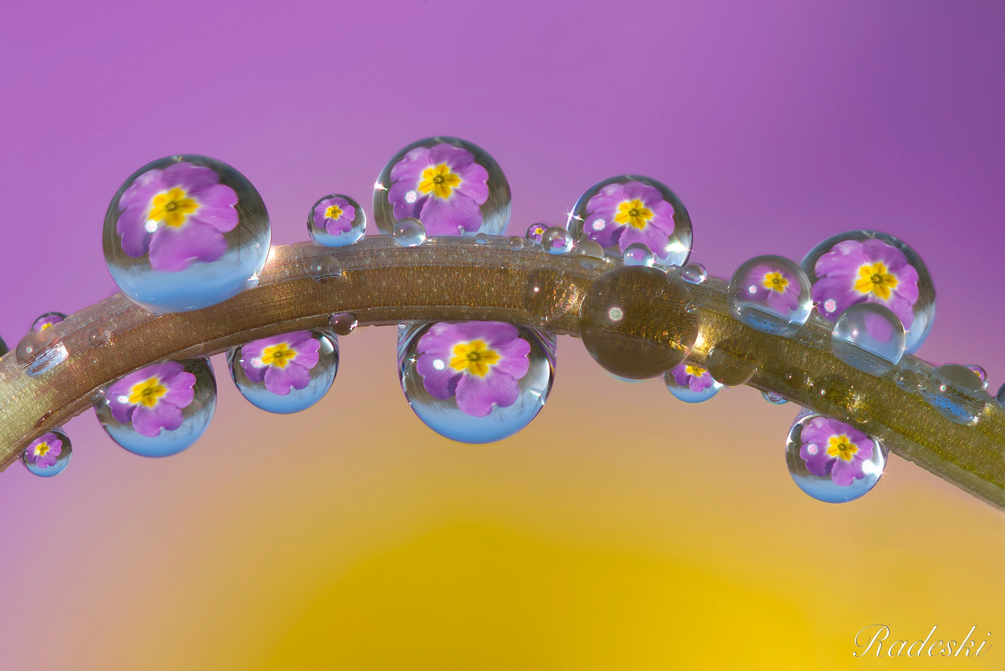 Nikon D810 + Nikon AF Micro-Nikkor 60mm F2.8D sample photo. Primule di rugiada photography