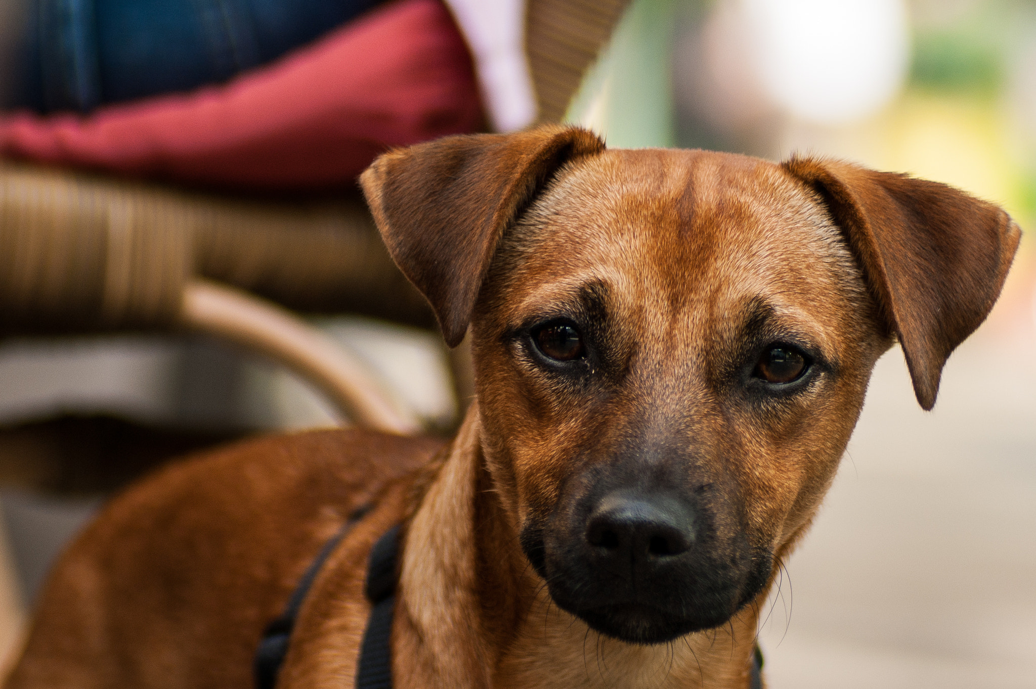 Sony Alpha DSLR-A350 + Tamron SP AF 90mm F2.8 Di Macro sample photo. Berlin dog iii photography