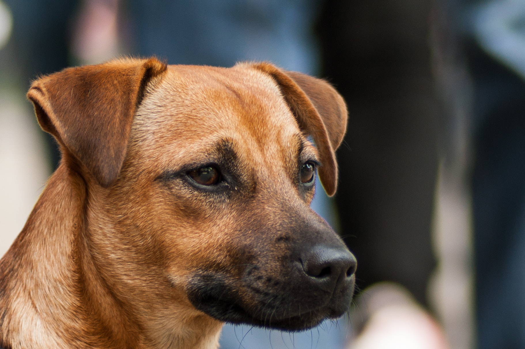 Sony Alpha DSLR-A350 + Tamron SP AF 90mm F2.8 Di Macro sample photo. Berlin dog ii photography