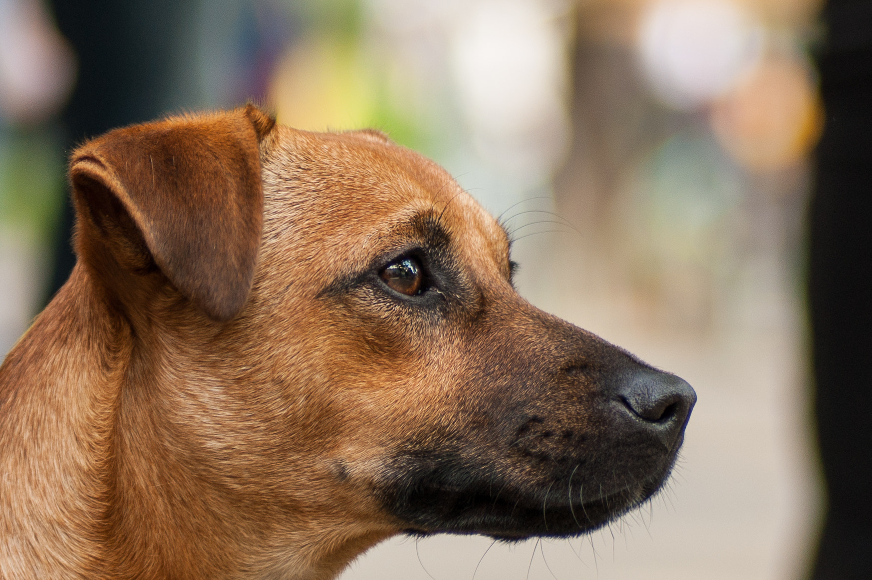 Sony Alpha DSLR-A350 + Tamron SP AF 90mm F2.8 Di Macro sample photo. Berlin dog i photography