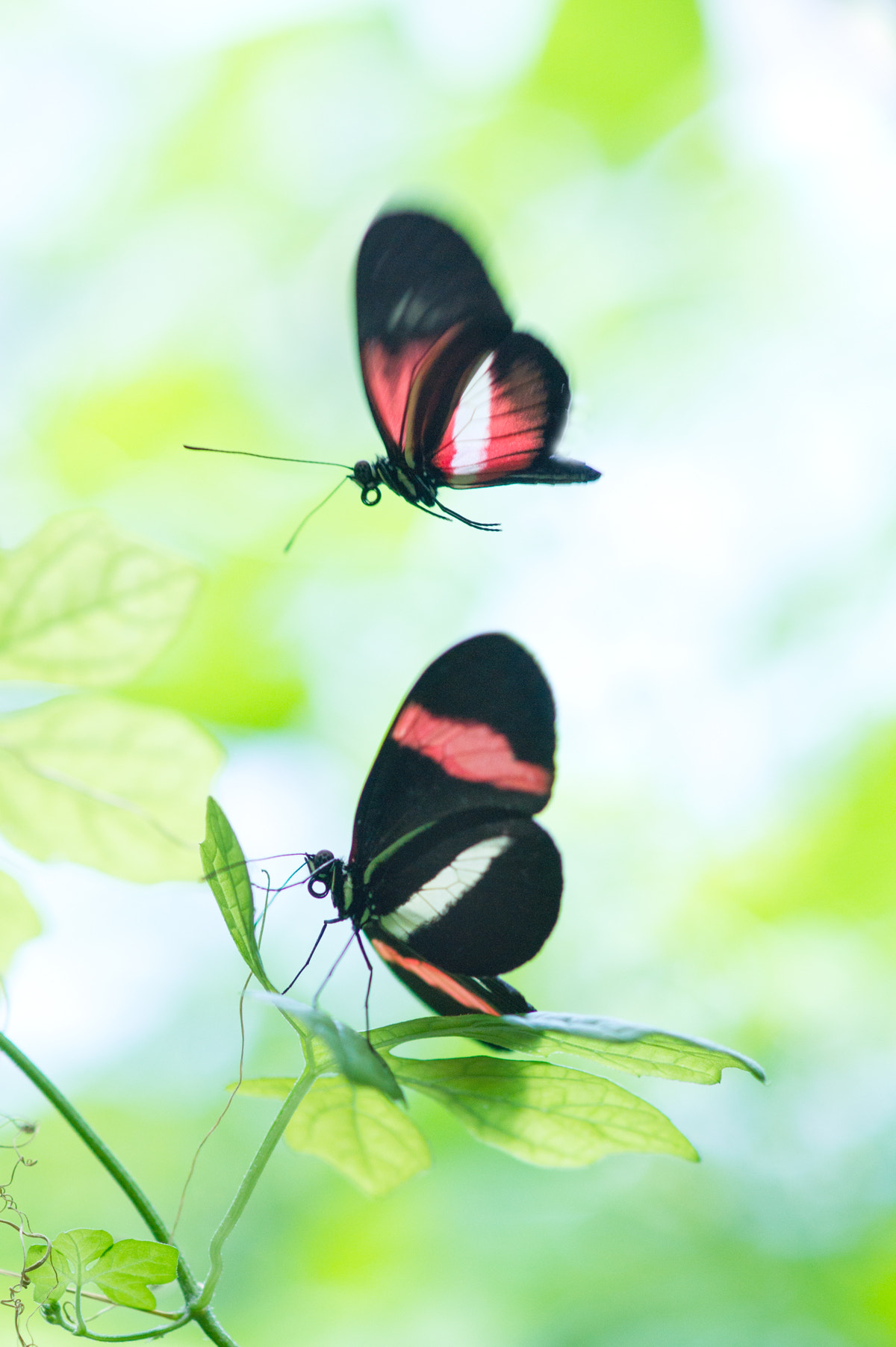 Sony Alpha DSLR-A550 + Sony 100mm F2.8 Macro sample photo. I am flying photography