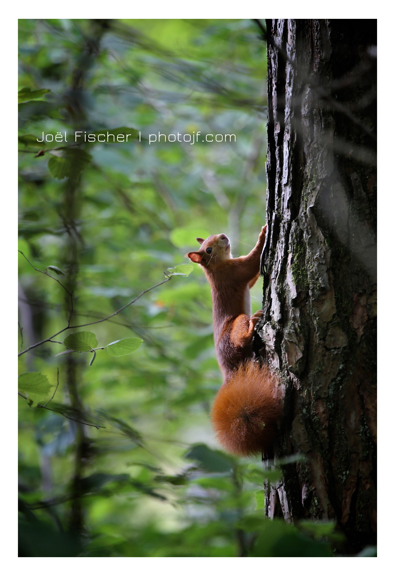 Canon EF 100-400mm F4.5-5.6L IS USM sample photo. Ecureuil photography