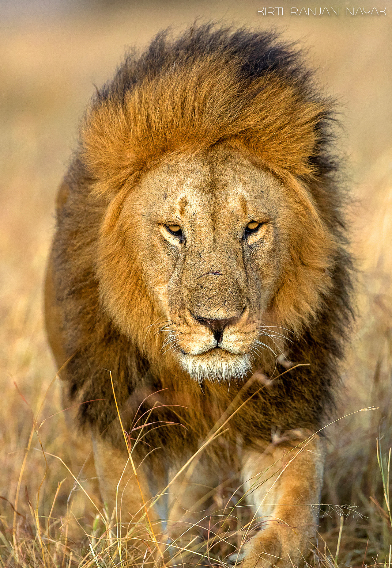 Canon EF 300mm F2.8L IS II USM sample photo. The big male from the masai lands photography