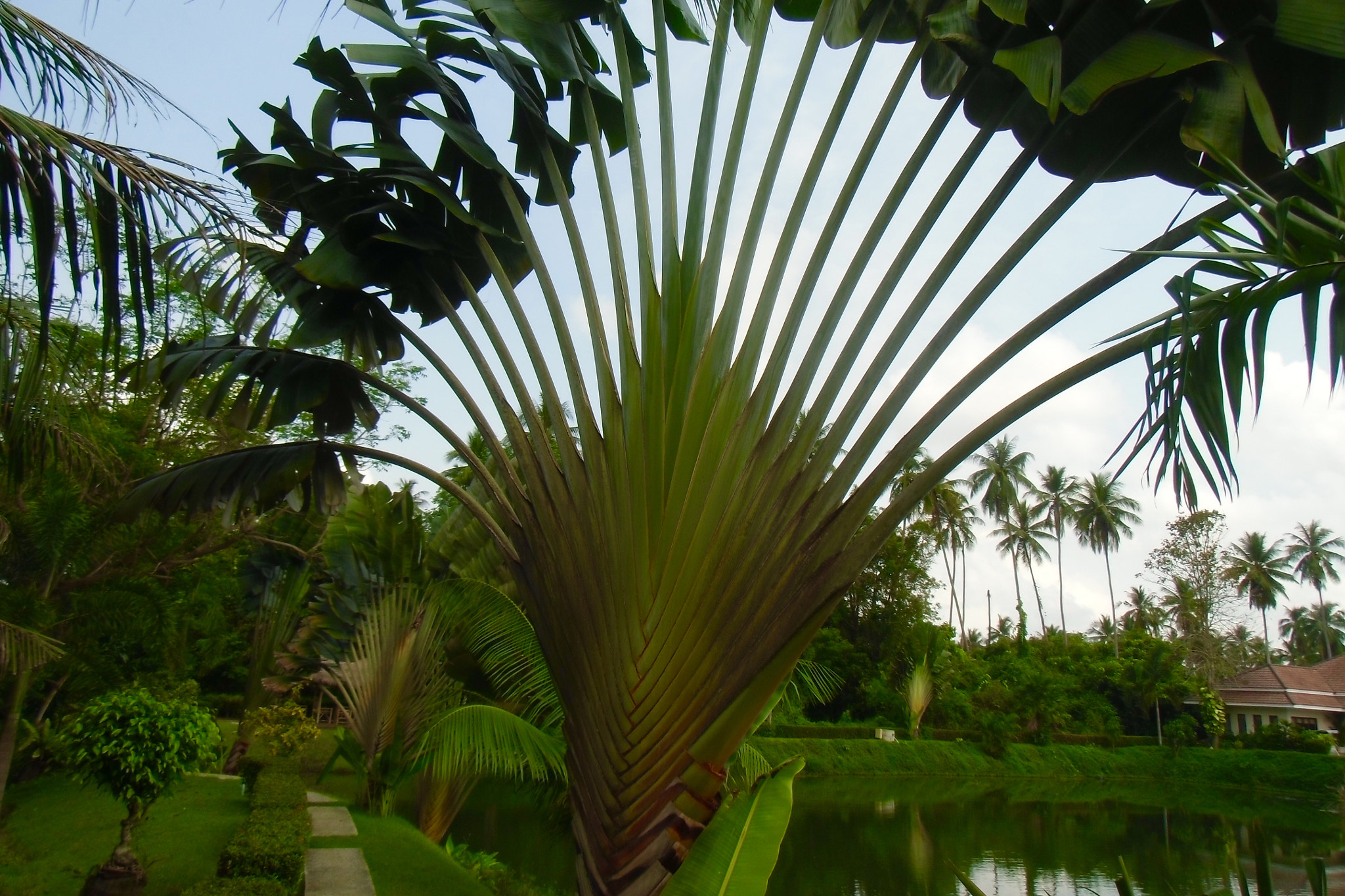 CASIO EX-ZS100 sample photo. Beautiful thai garden photography