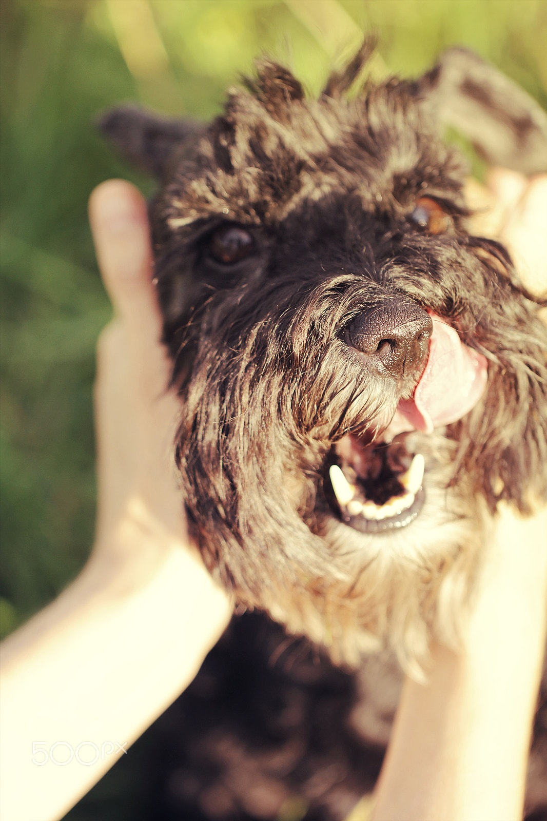 Canon EOS 550D (EOS Rebel T2i / EOS Kiss X4) + Canon EF 100mm F2.8L Macro IS USM sample photo. Funny black dog photography