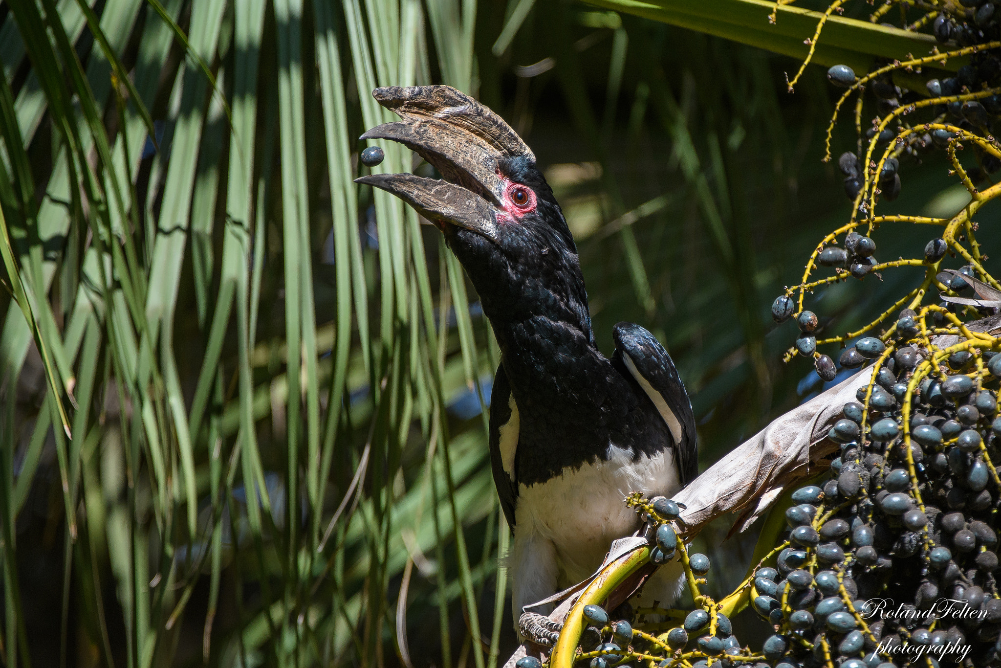Nikon AF-S Nikkor 200-400mm F4G ED-IF VR sample photo. Catching the fruit photography