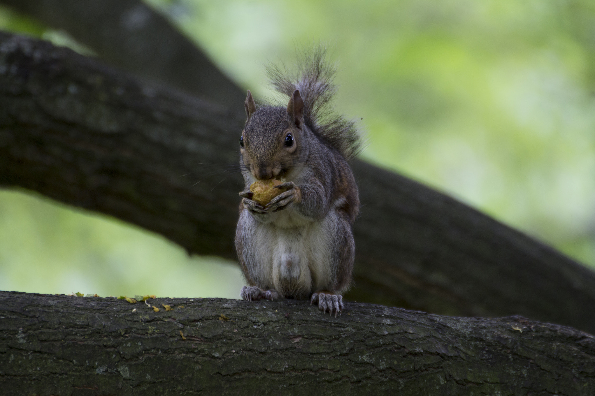 Tamron SP 35mm F1.8 Di VC USD sample photo. Squirrel in hyde park! photography