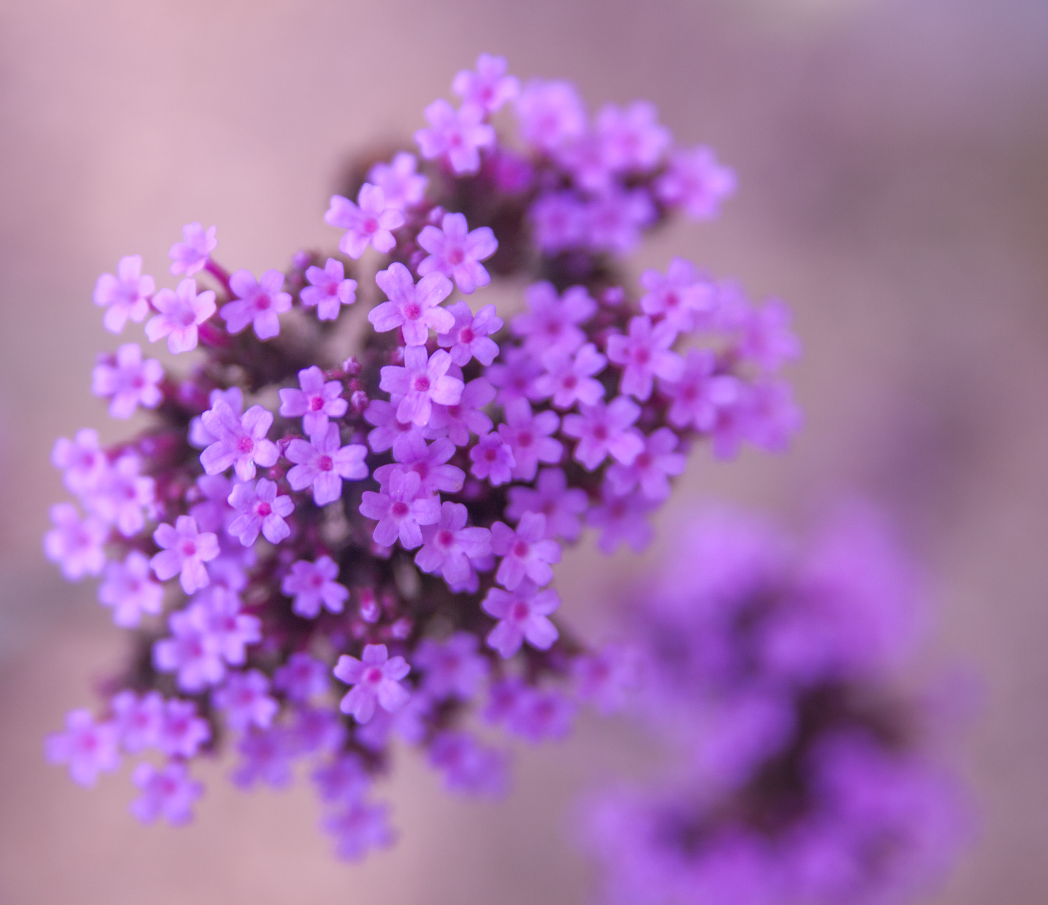Canon EOS 50D + Sigma 18-50mm f/2.8 Macro sample photo. Purble bomb photography