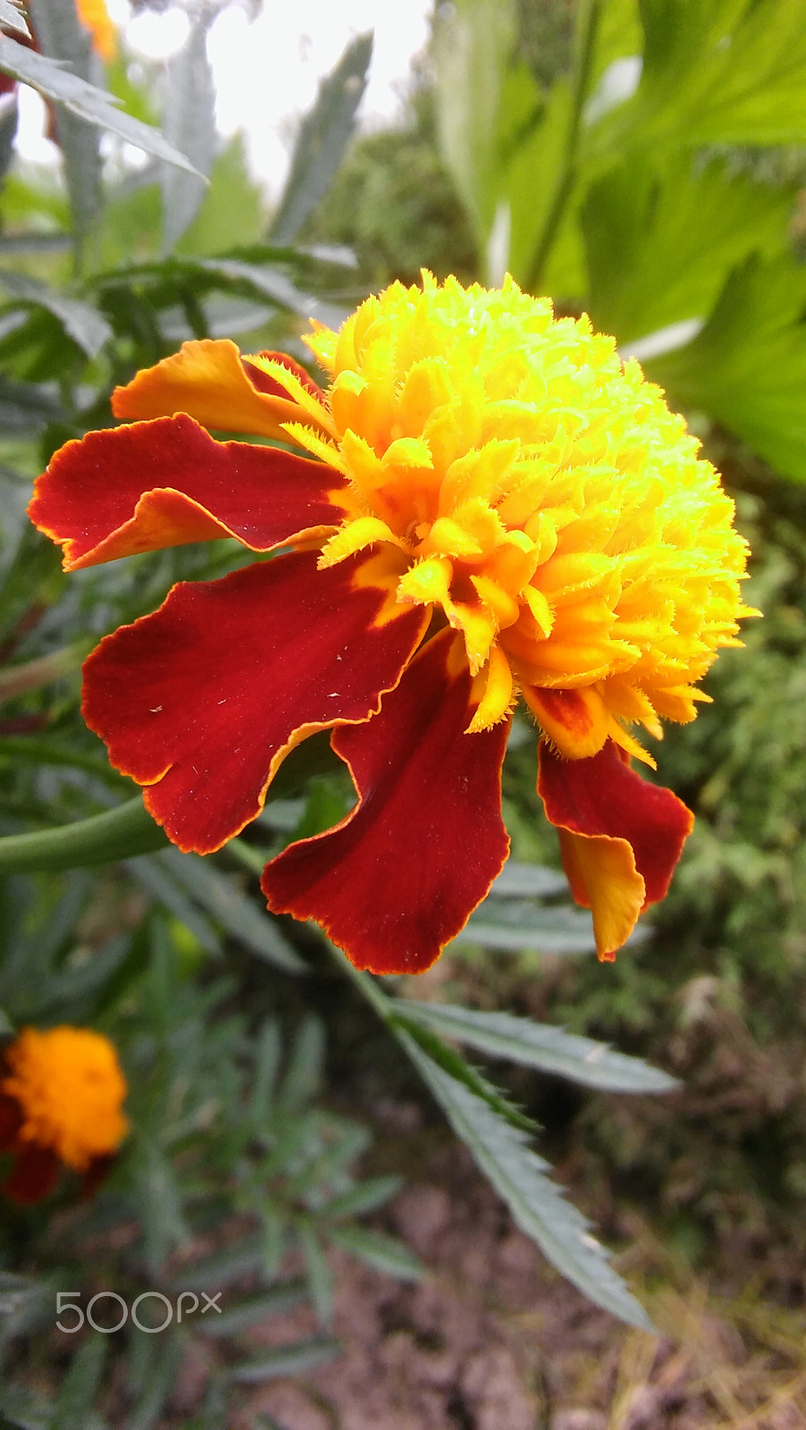 LG SPIRIT 4G LTE sample photo. Flower photography