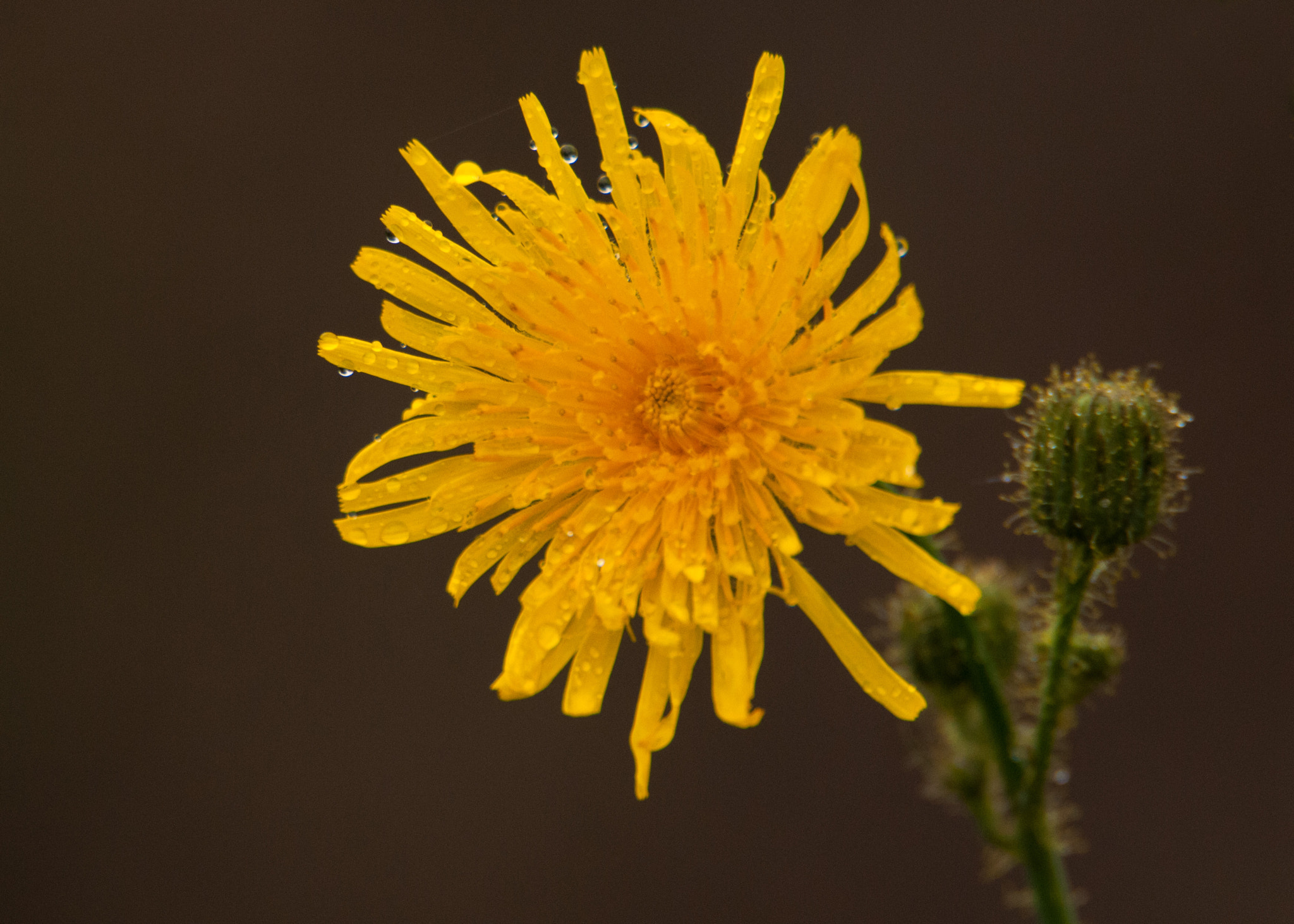 Nikon D300S sample photo. Flower in the rain photography