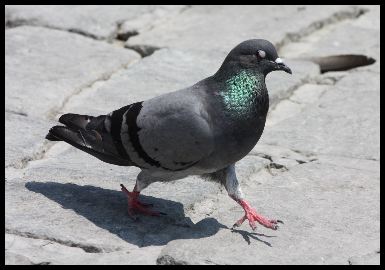 Canon EOS 450D (EOS Rebel XSi / EOS Kiss X2) + EF75-300mm f/4-5.6 sample photo. Lady.. photography