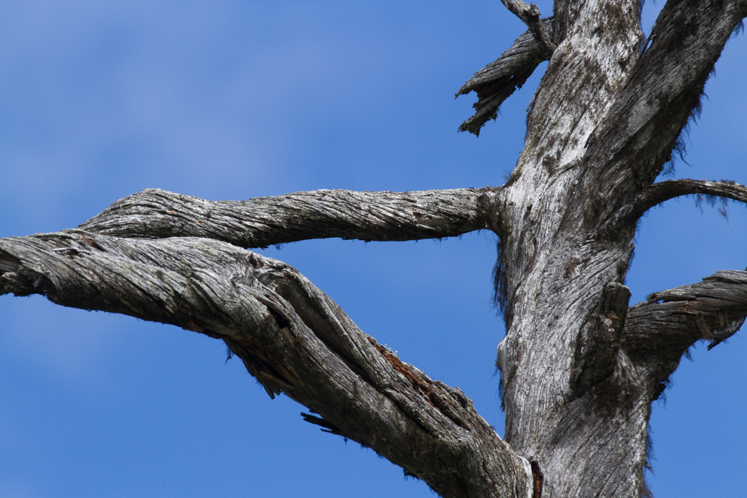Canon EF 70-200mm F2.8L IS II USM sample photo. Lappland photography