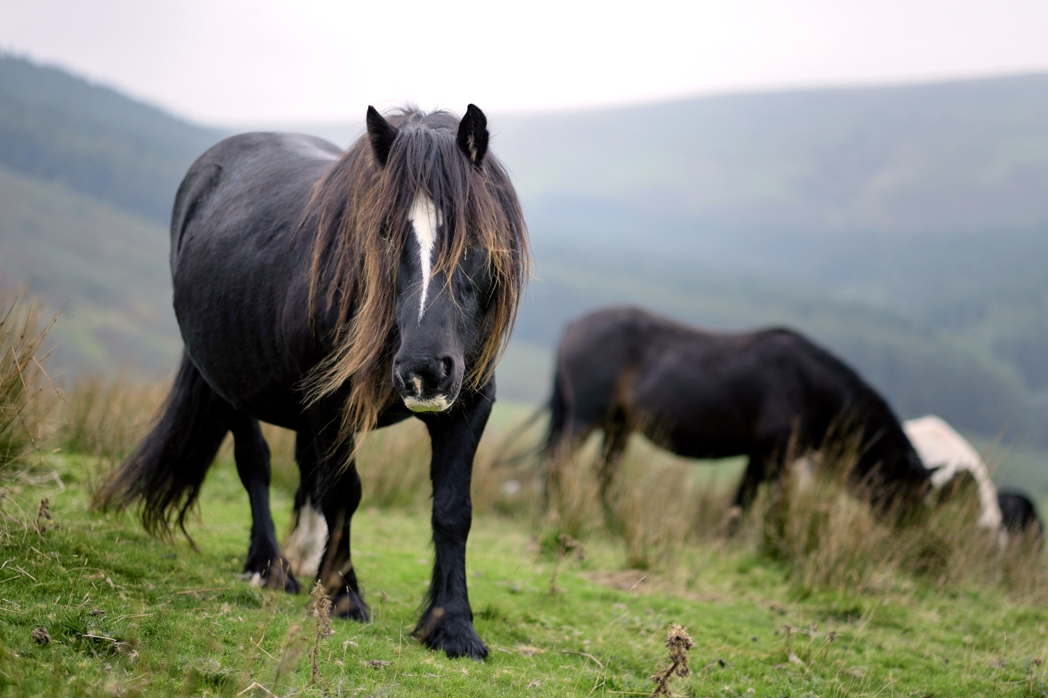Fujifilm XF 56mm F1.2 R sample photo. Wild horses photography