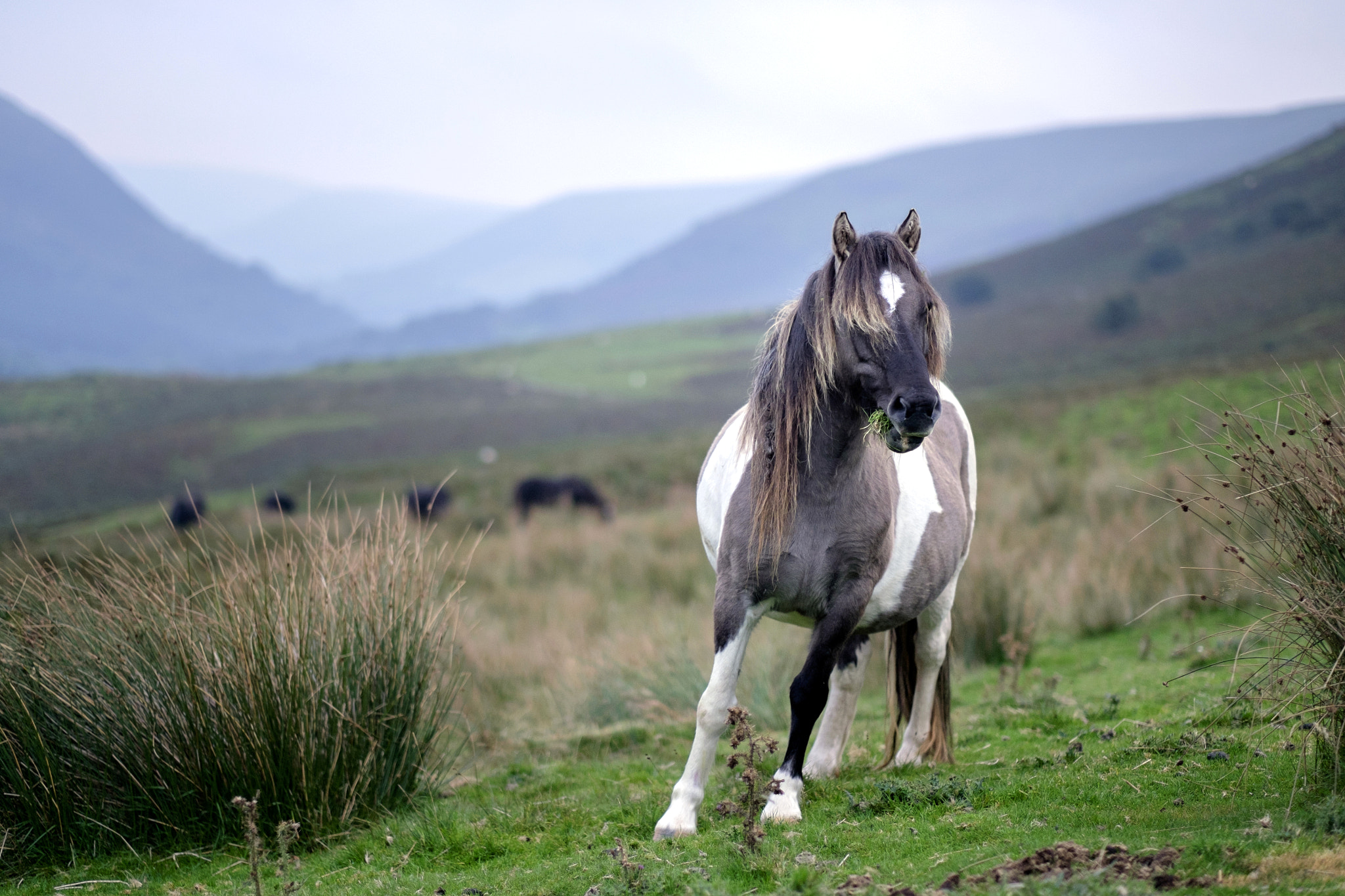 Fujifilm XF 56mm F1.2 R sample photo. Wild horses photography
