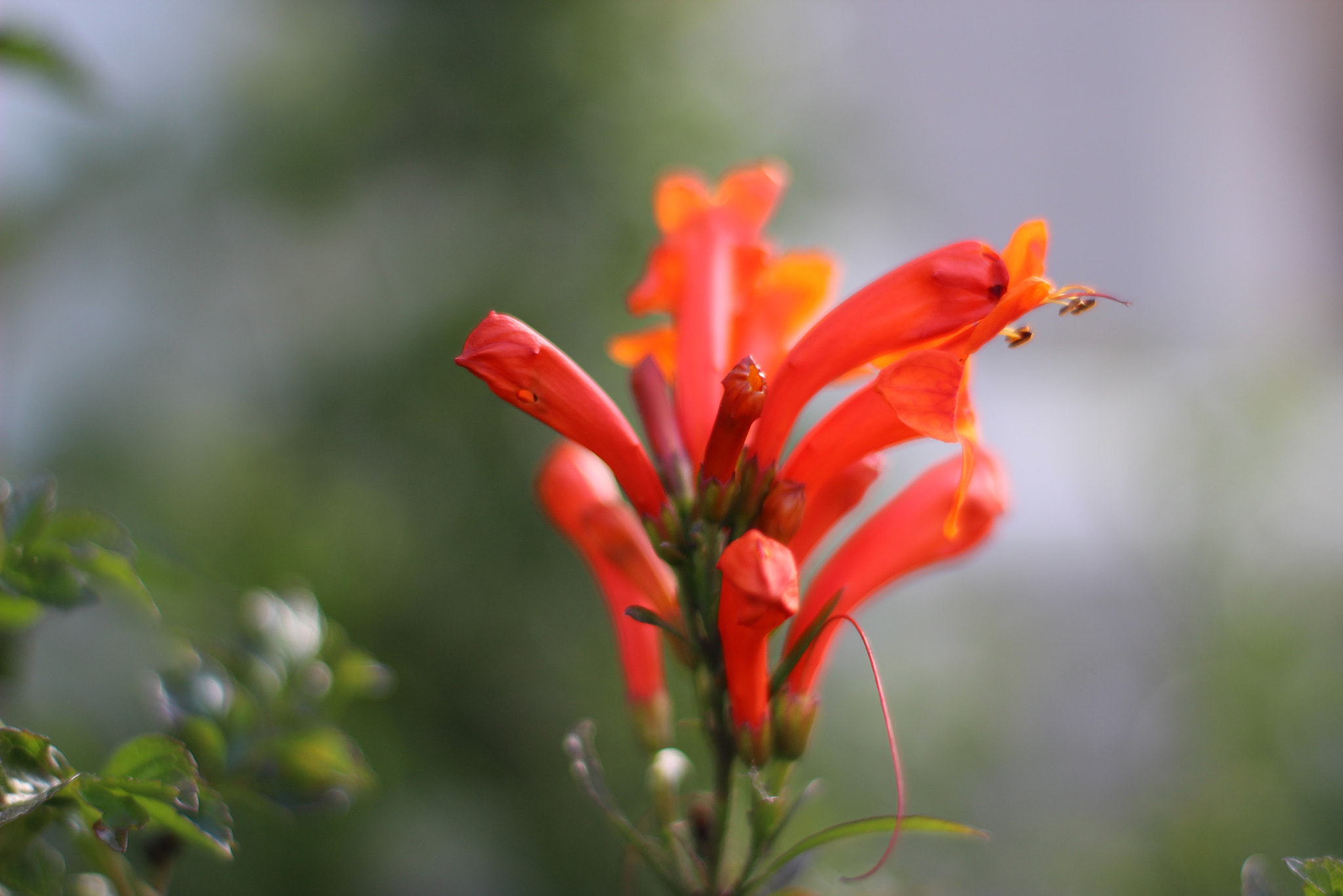 Canon EOS 1200D (EOS Rebel T5 / EOS Kiss X70 / EOS Hi) + Canon 50mm sample photo. Orange photography