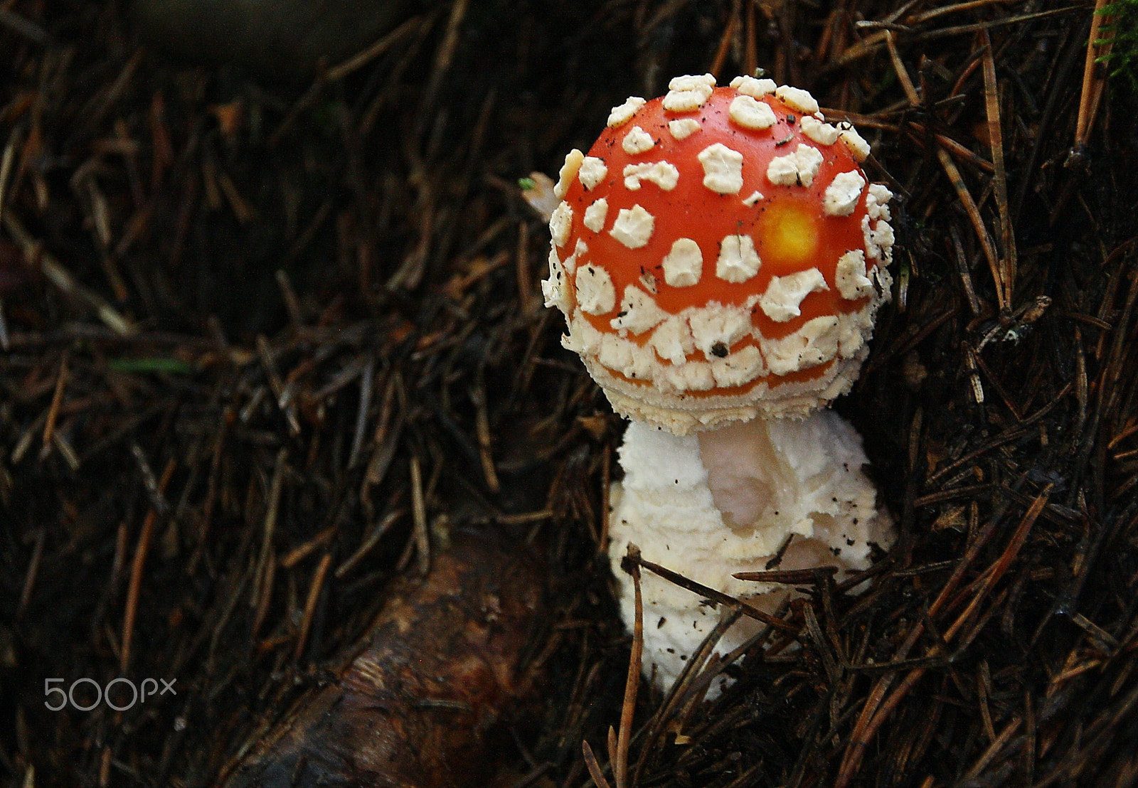 Canon EOS 1000D (EOS Digital Rebel XS / EOS Kiss F) sample photo. Fly agaric photography