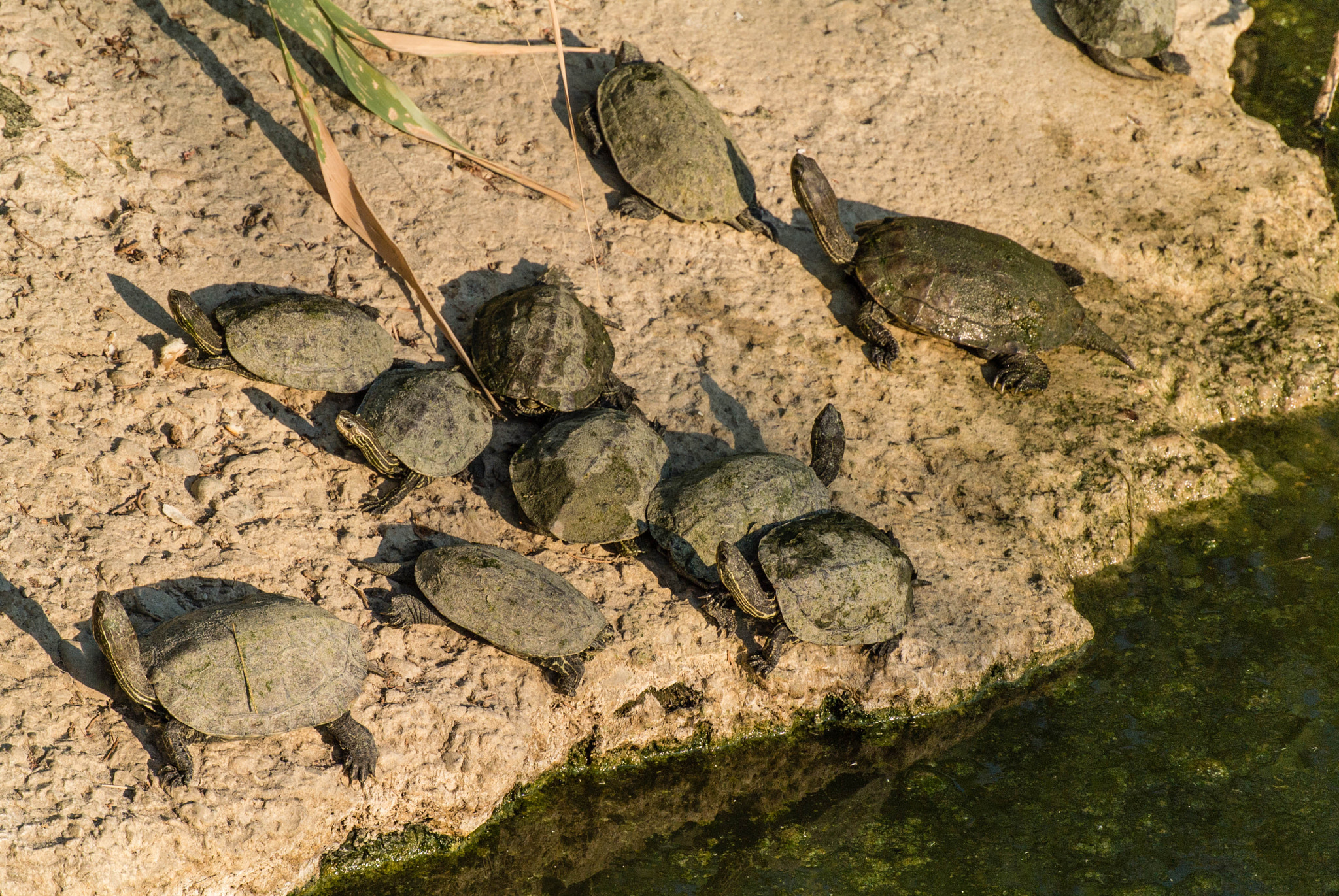 Nikon 1 V1 + Nikon 1 Nikkor VR 30-110mm F3.8-5.6 sample photo. Turtle family photography