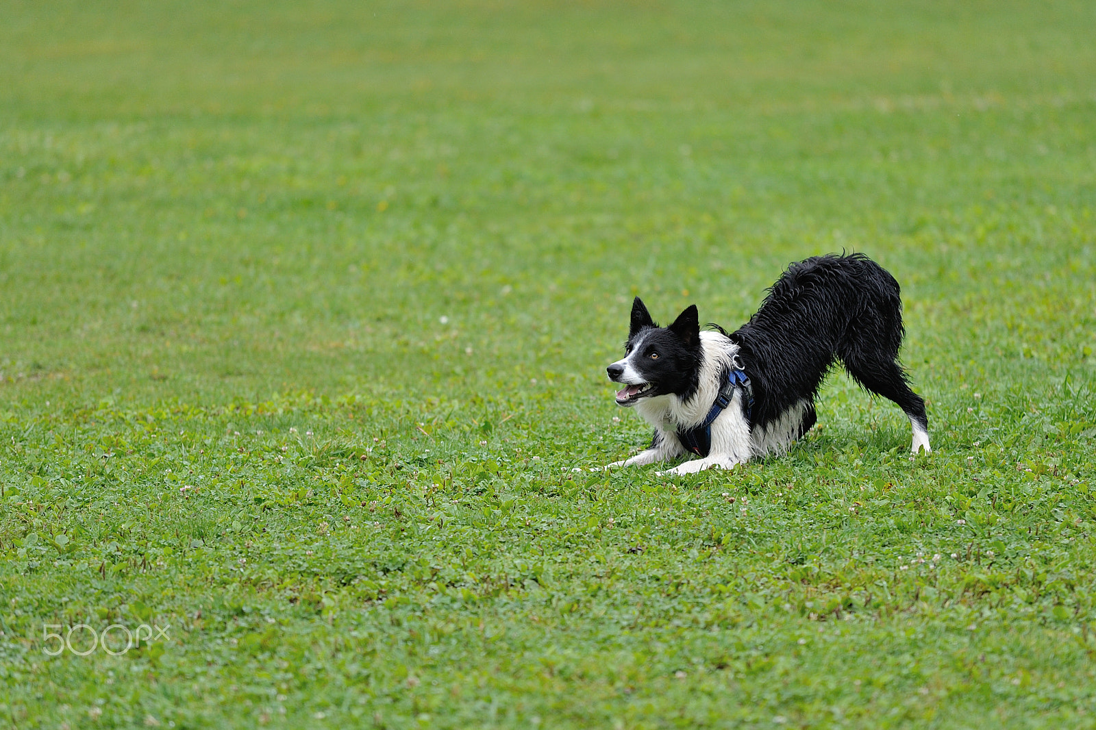 Nikon AF-S Nikkor 70-200mm F4G ED VR sample photo. Play ! photography