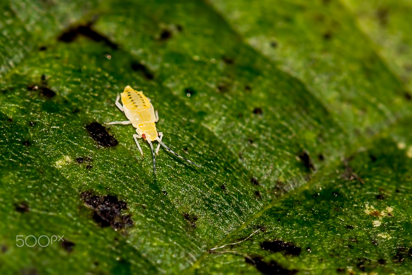 Sigma APO Macro 150mm f/2.8 EX DG HSM sample photo. The huge dangerous aphid photography