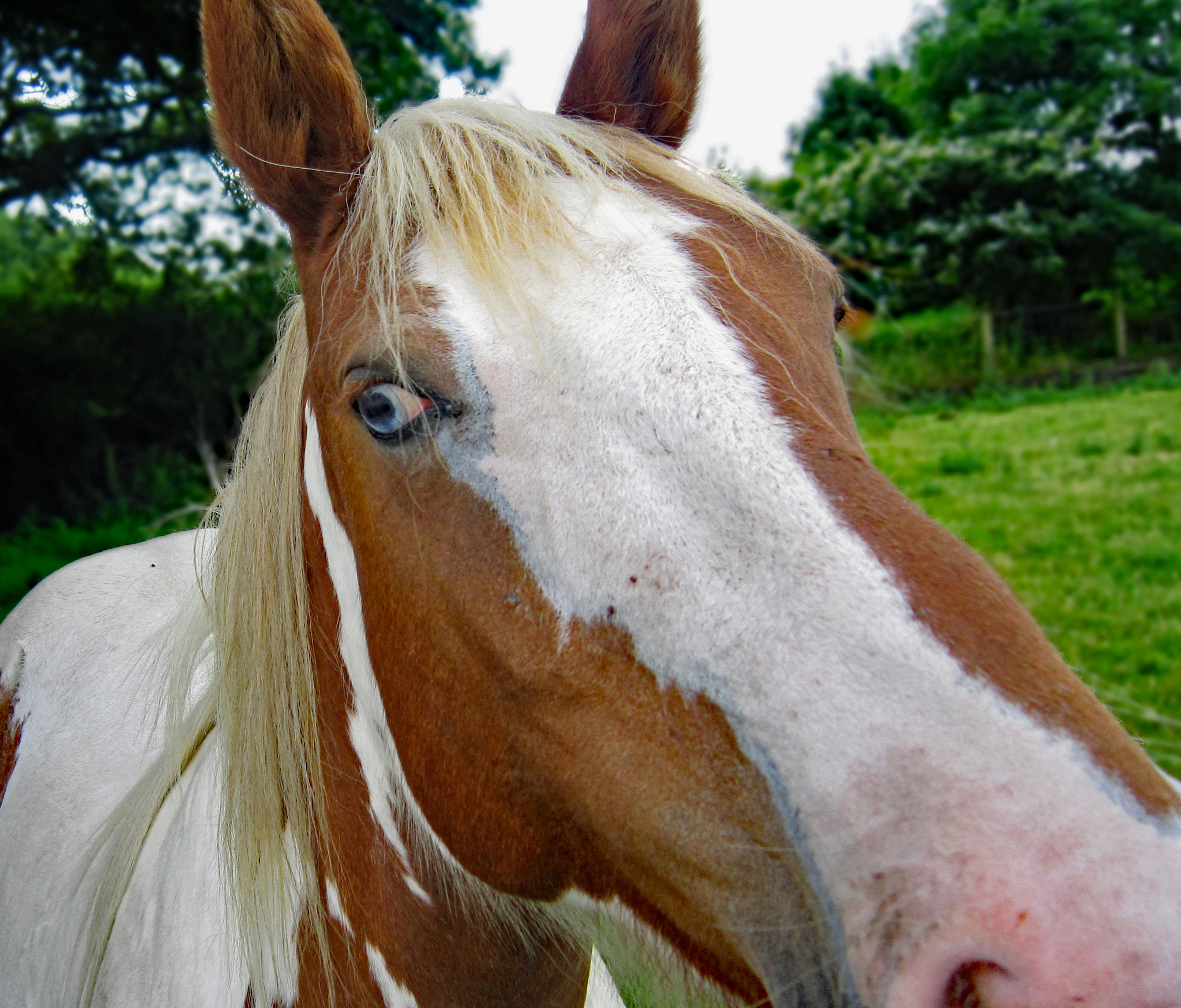 Canon PowerShot A3200 IS sample photo. Curious horse photography