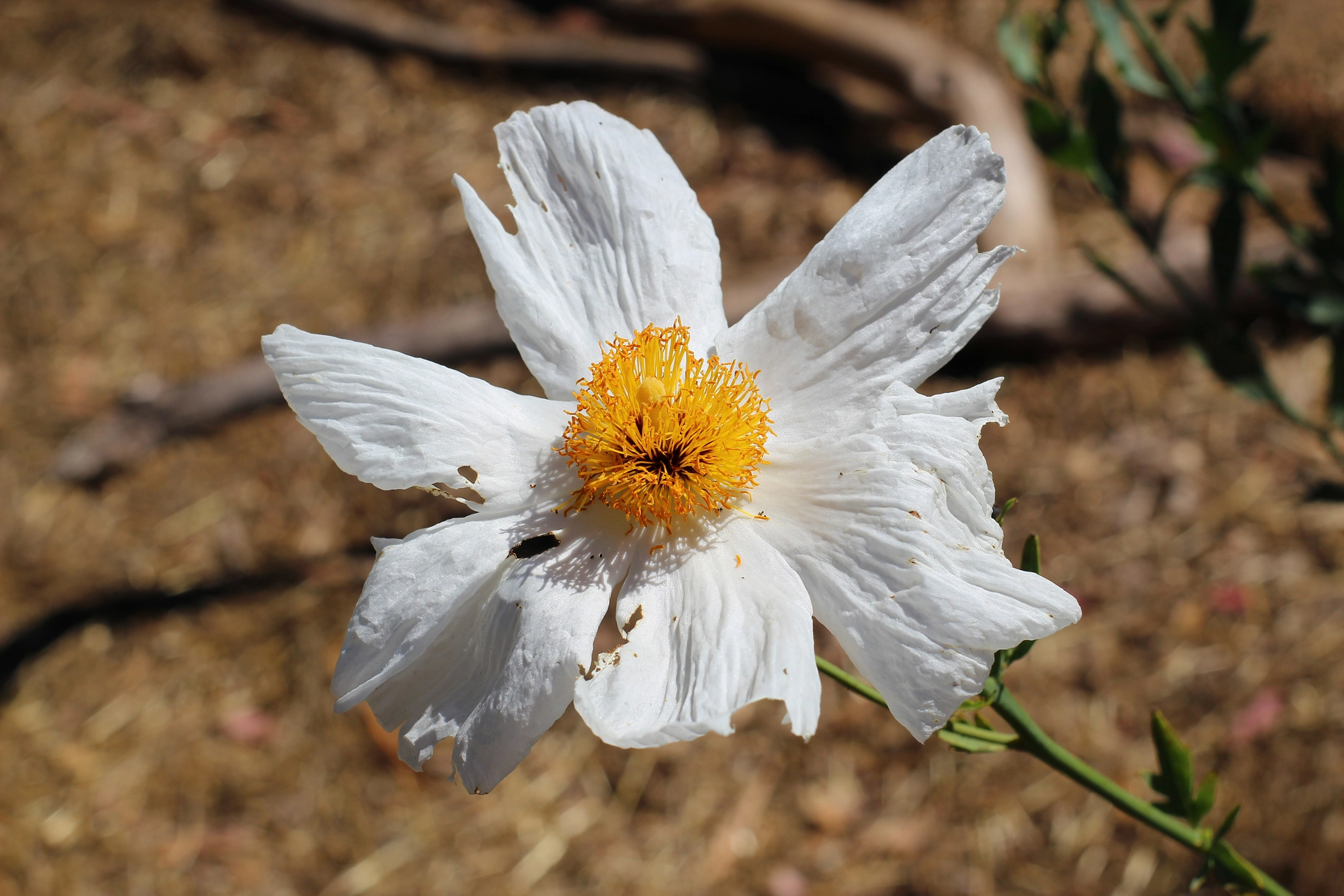 ZEISS Planar T* 50mm F1.4 sample photo. Fabric flower photography