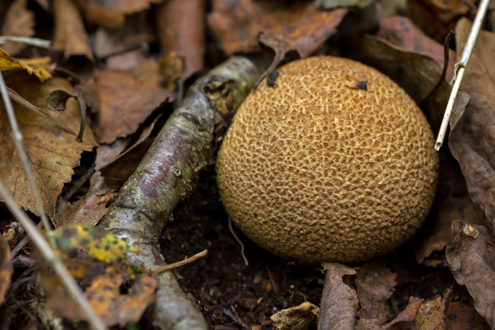 Nikon D7100 + AF Micro-Nikkor 60mm f/2.8 sample photo. A ball of poison? photography