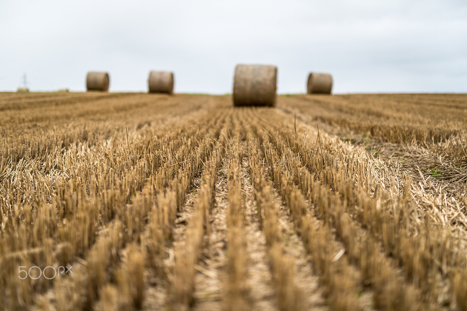 Nikon D800E + Sigma 50mm F1.4 DG HSM Art sample photo. Field photography