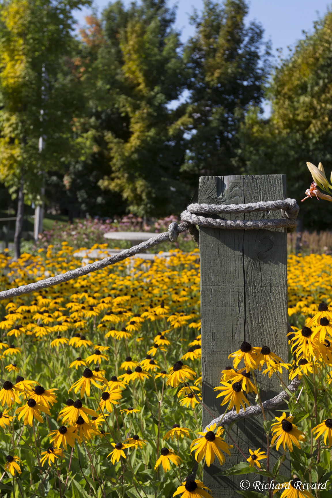Canon EF 16-35mm F2.8L II USM sample photo. Black eyed susan garden photography