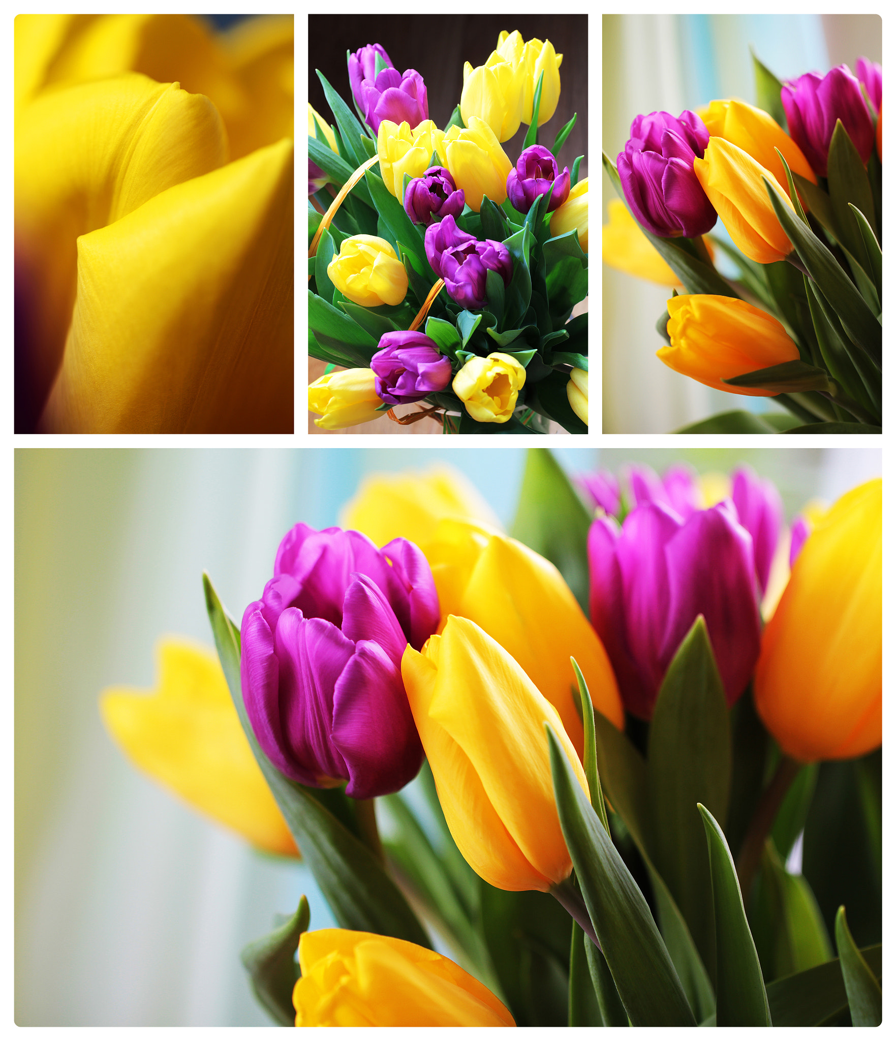 Canon EOS 550D (EOS Rebel T2i / EOS Kiss X4) + Canon EF 100mm F2.8L Macro IS USM sample photo. Tulips close up collage photography
