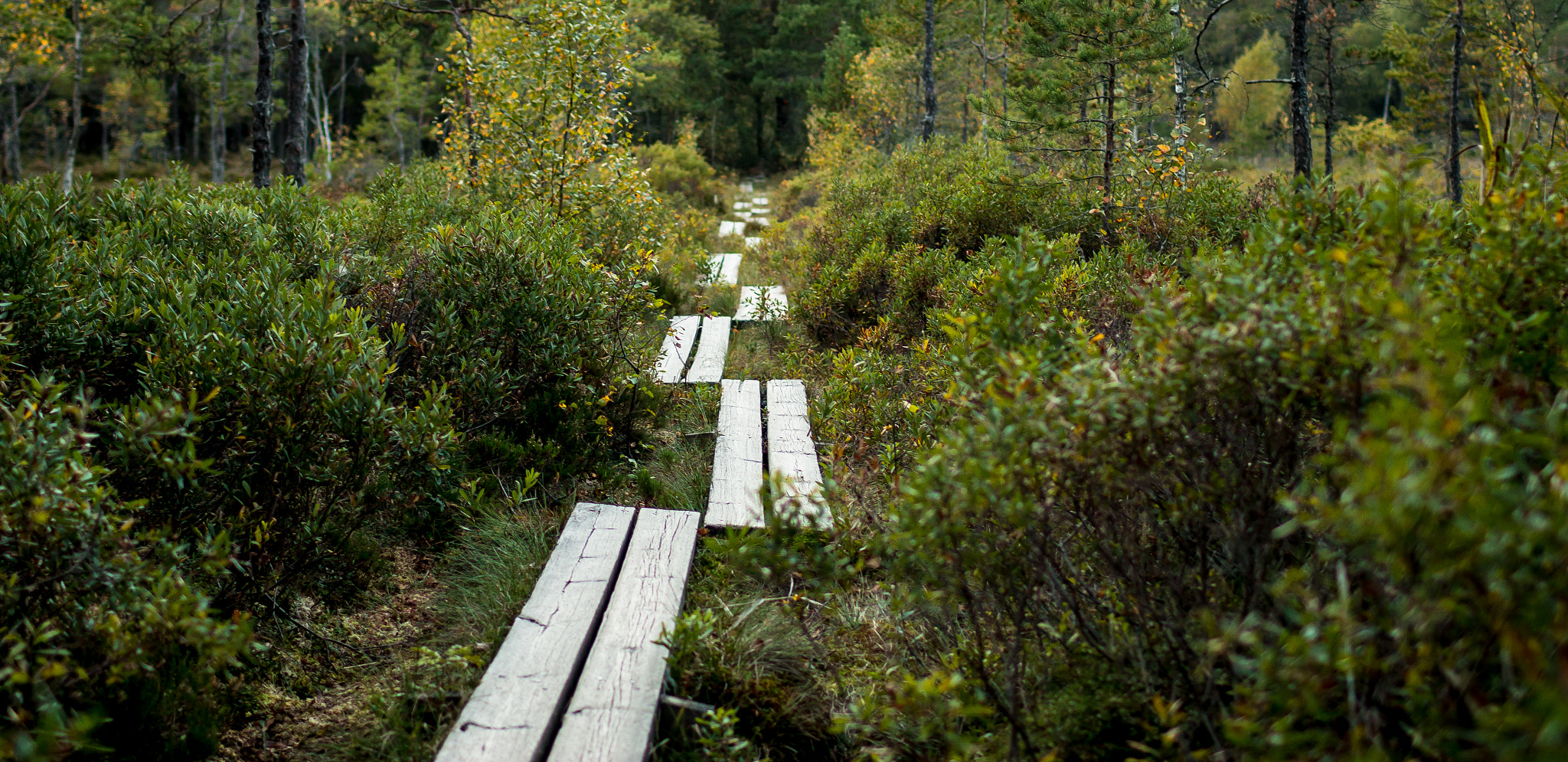 Canon EOS 70D + Canon EF 35mm F1.4L USM sample photo. A wood trail on the middle of the forest photography