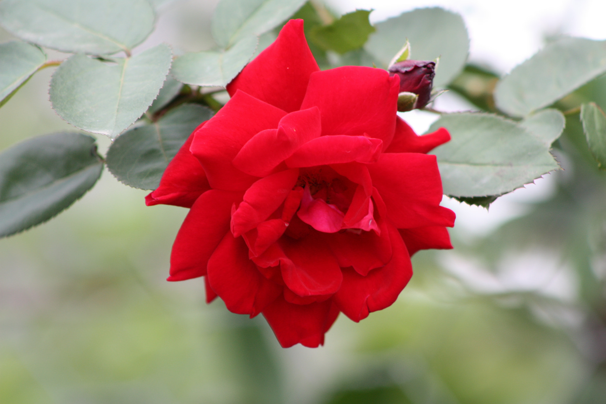 Canon EOS 450D (EOS Rebel XSi / EOS Kiss X2) + EF75-300mm f/4-5.6 sample photo. Beauty of red.. photography